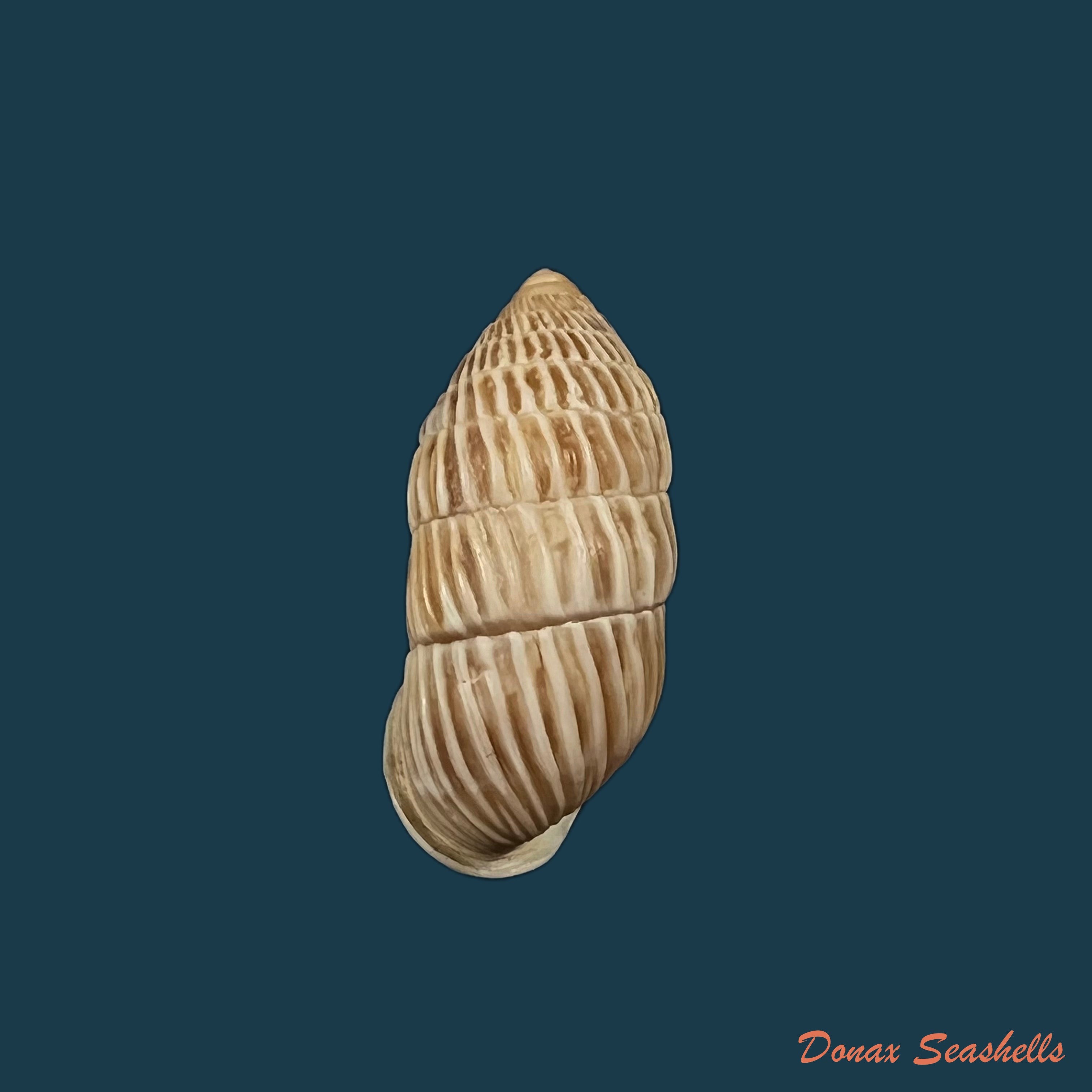copia-de-cerion-brunneum-dall-1905-25-1mm