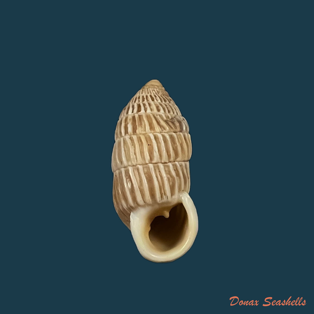 copia-de-cerion-brunneum-dall-1905-25-1mm