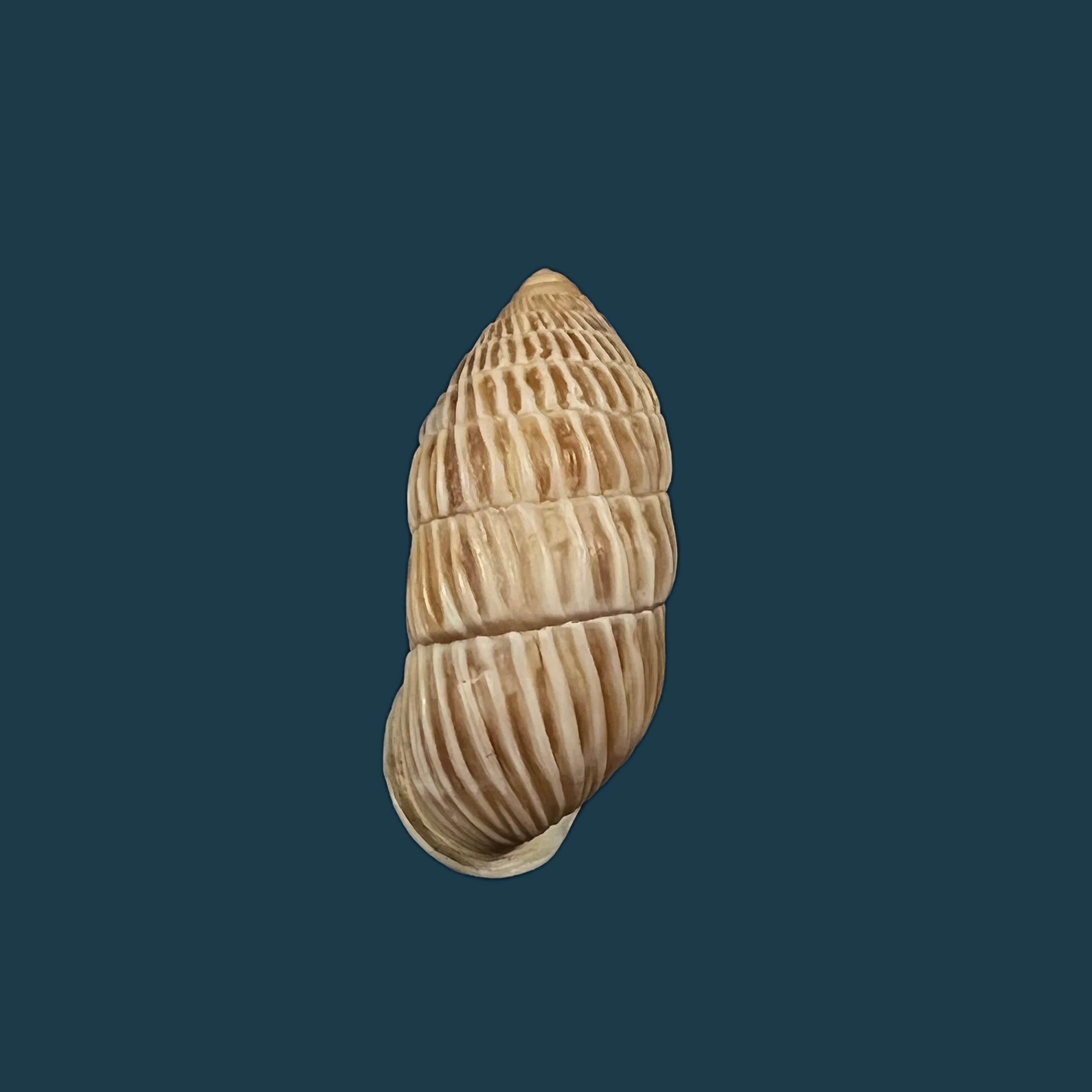 Cerion liliorum Clench, 1938 - 24,2mm