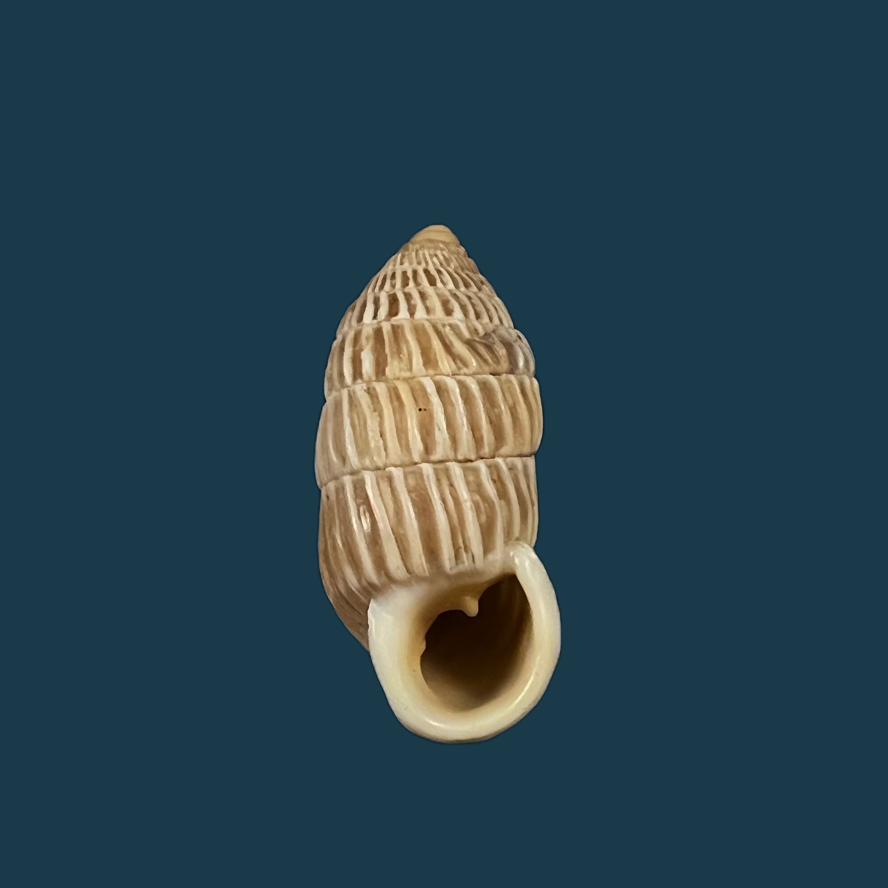 Cerion liliorum Clench, 1938 - 24,2mm