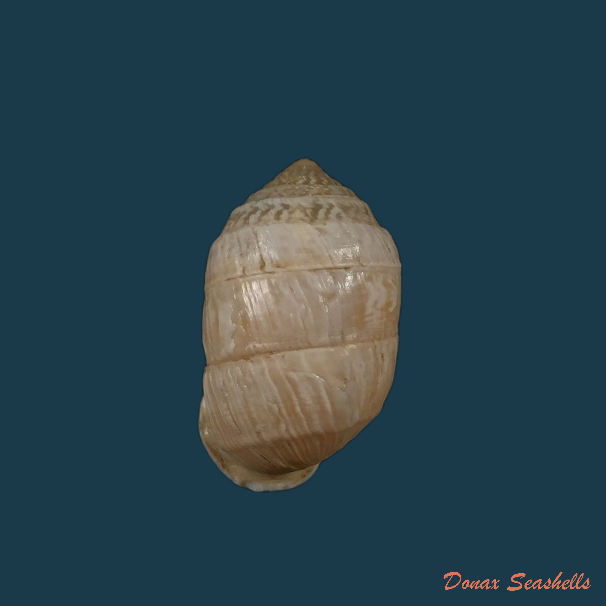 copia-de-cerion-humberti-clench-aguayo-1949-28-3mm
