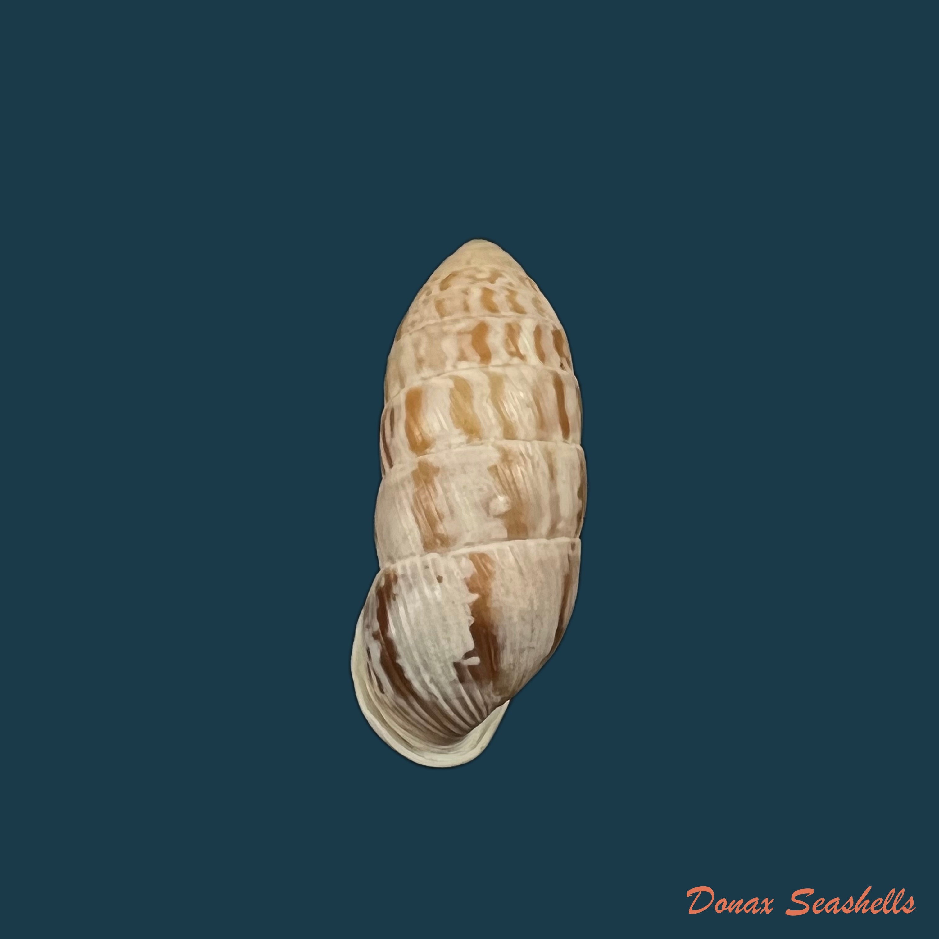 copia-de-cerion-humberti-clench-aguayo-1949-28-6mm