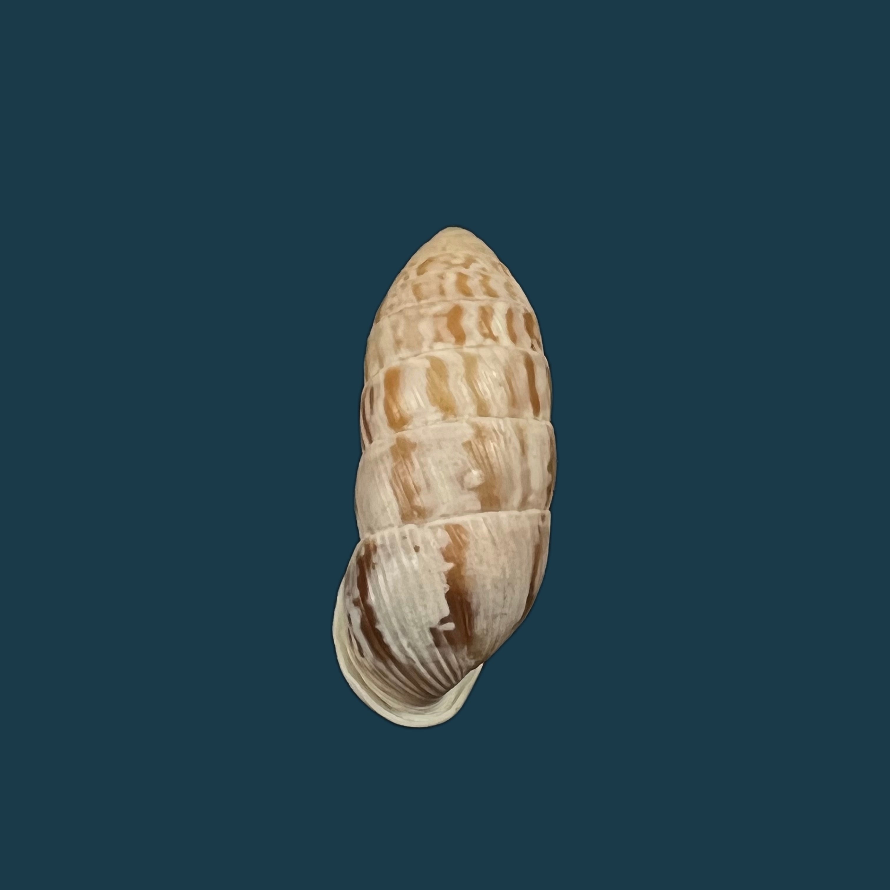 Cerion brunneum Dall, 1905- 25,1mm