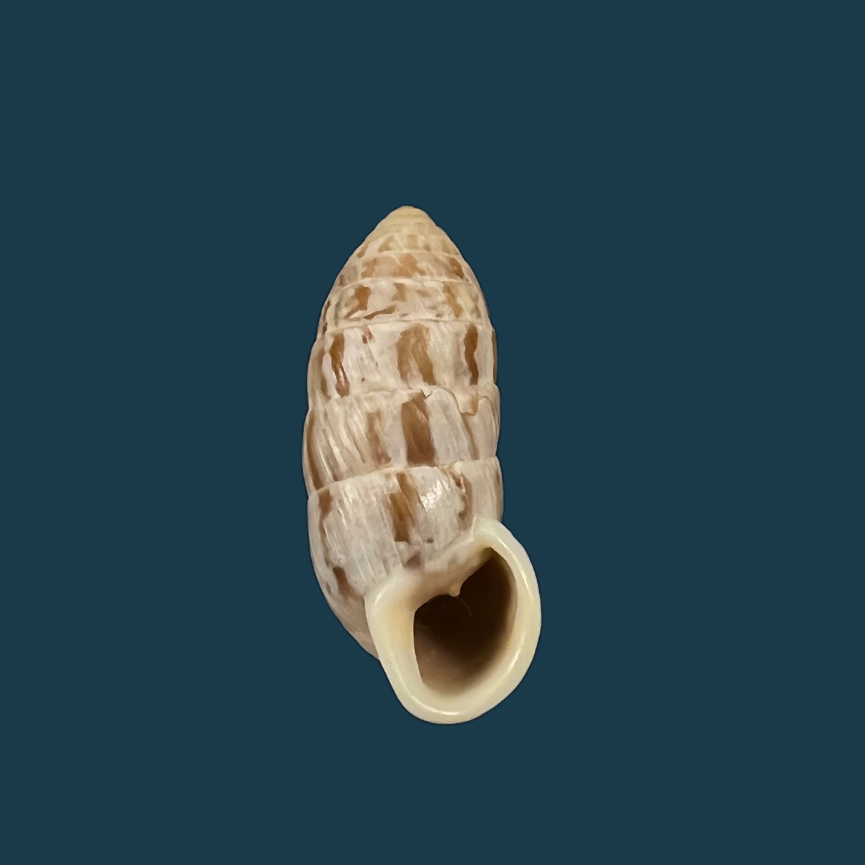 Cerion brunneum Dall, 1905- 25,1mm