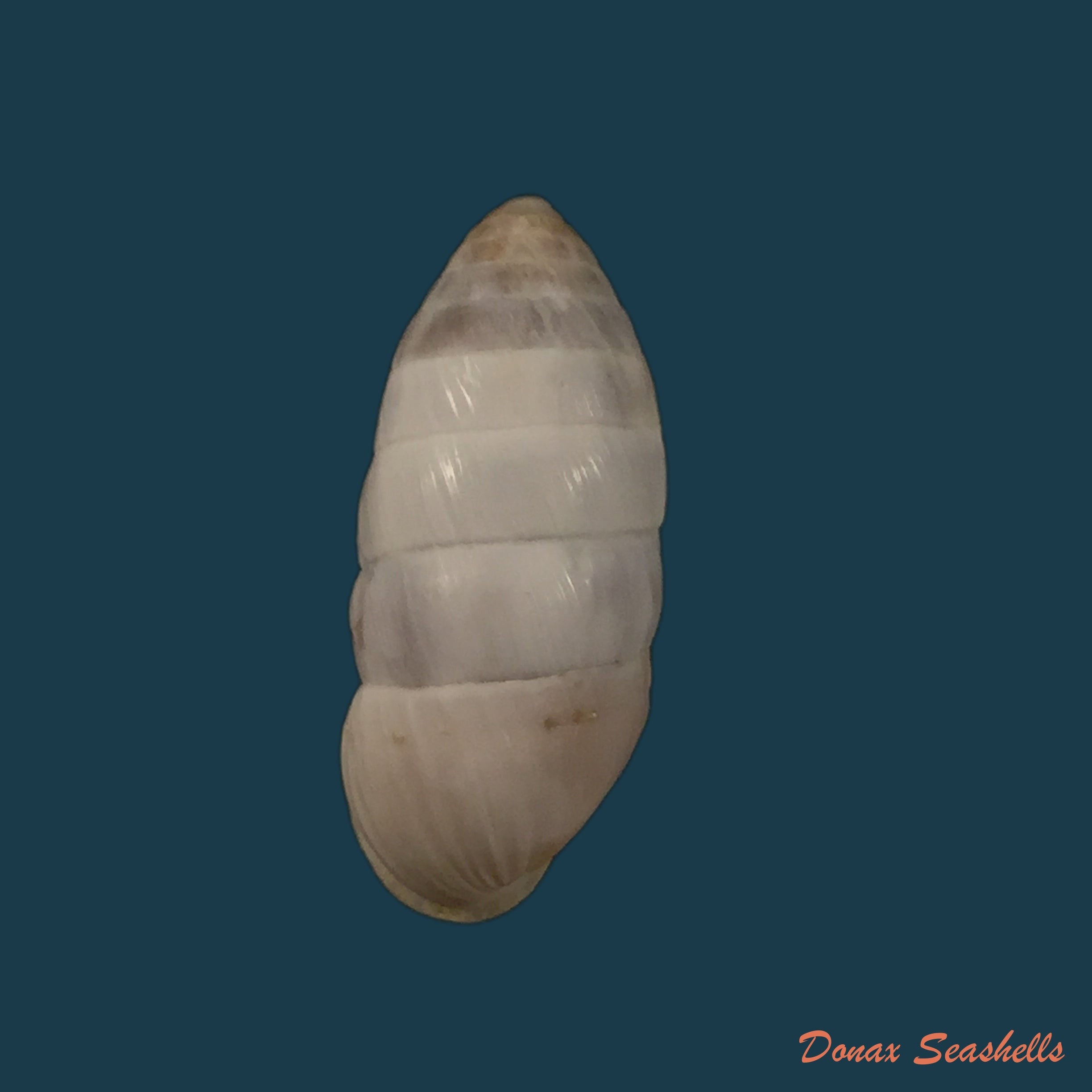 copia-de-cerion-incanum-binney-1851-23-6mm-1