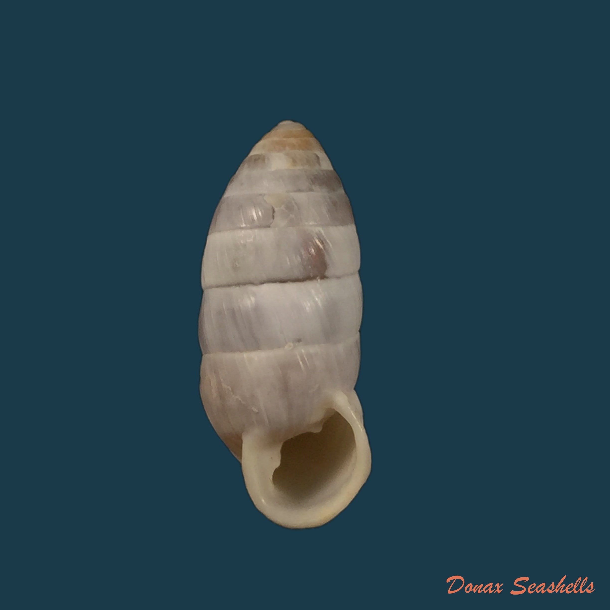 copia-de-cerion-incanum-binney-1851-23-6mm-1
