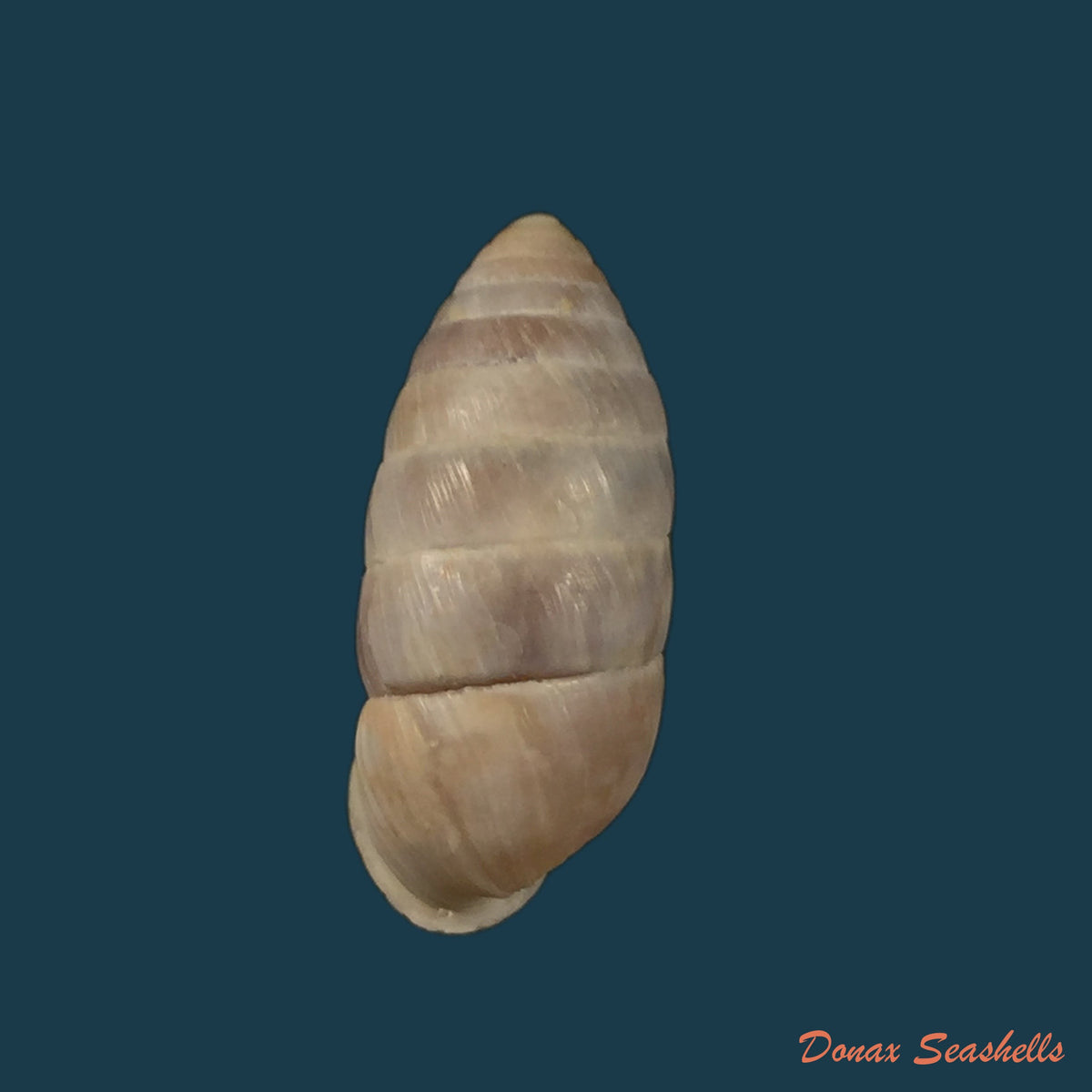 copia-de-cerion-incanum-binney-1851-23-7mm