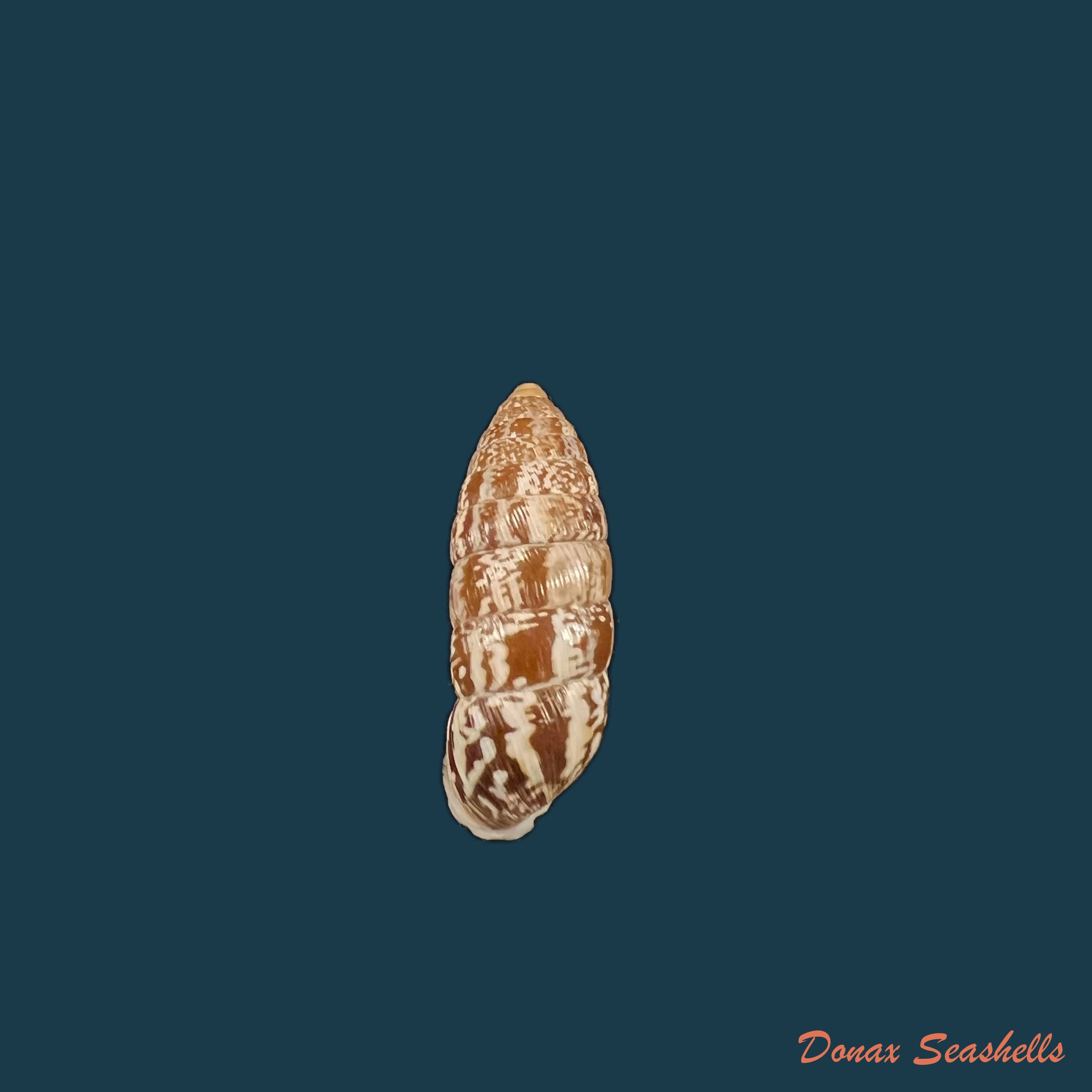 copia-de-cerion-miramarae-sanchez-roig-1951-19-3mm