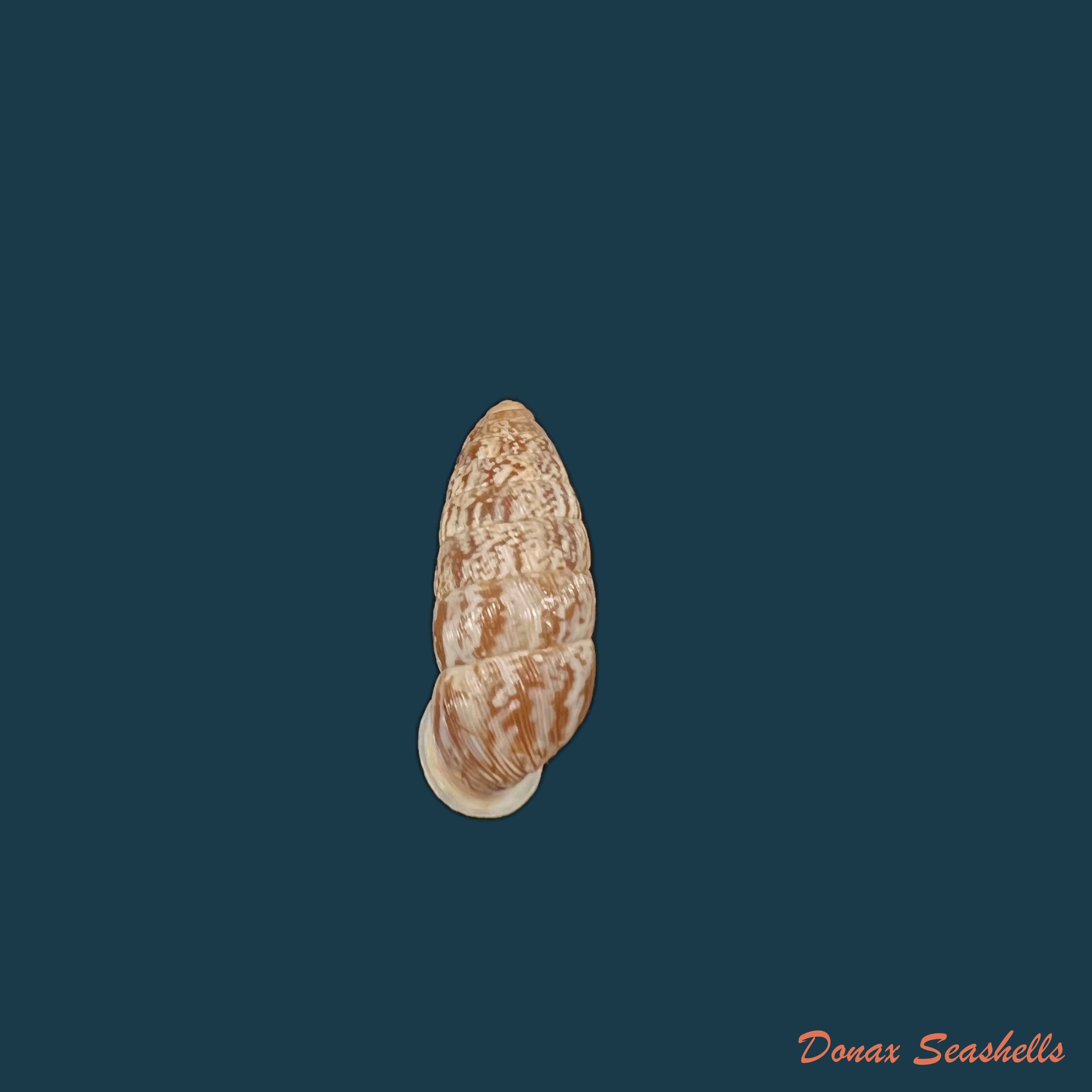 copia-de-cerion-miumia-chrysalis-beck-1837-27-6mm