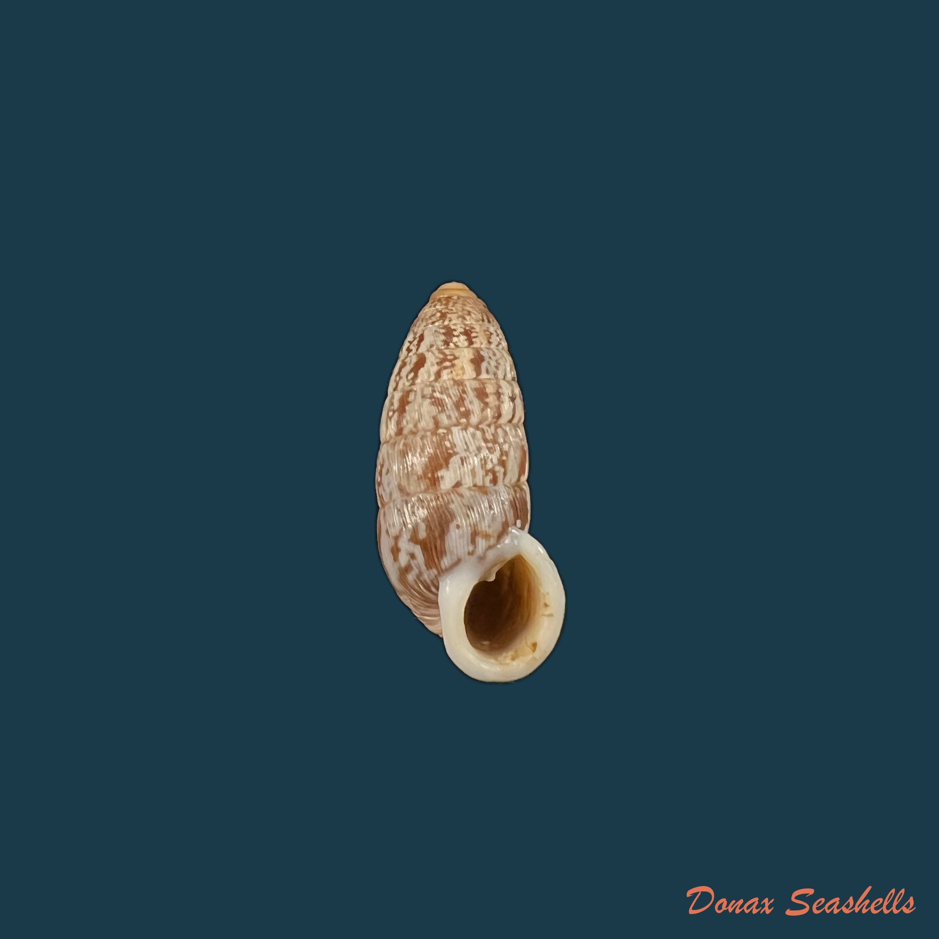 copia-de-cerion-miumia-chrysalis-beck-1837-27-6mm