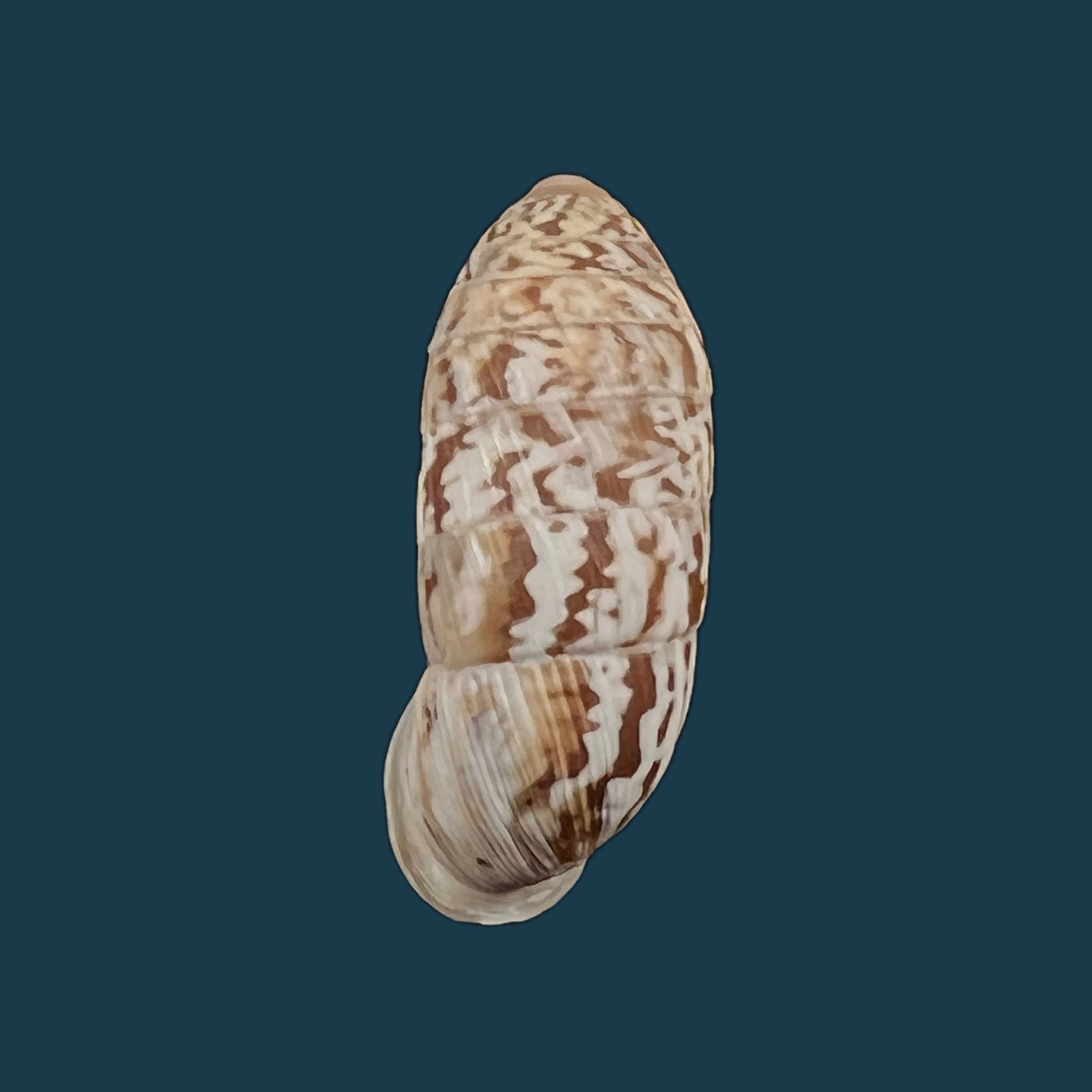 Cerion reliqua（梅纳德，1921年）- 24毫米