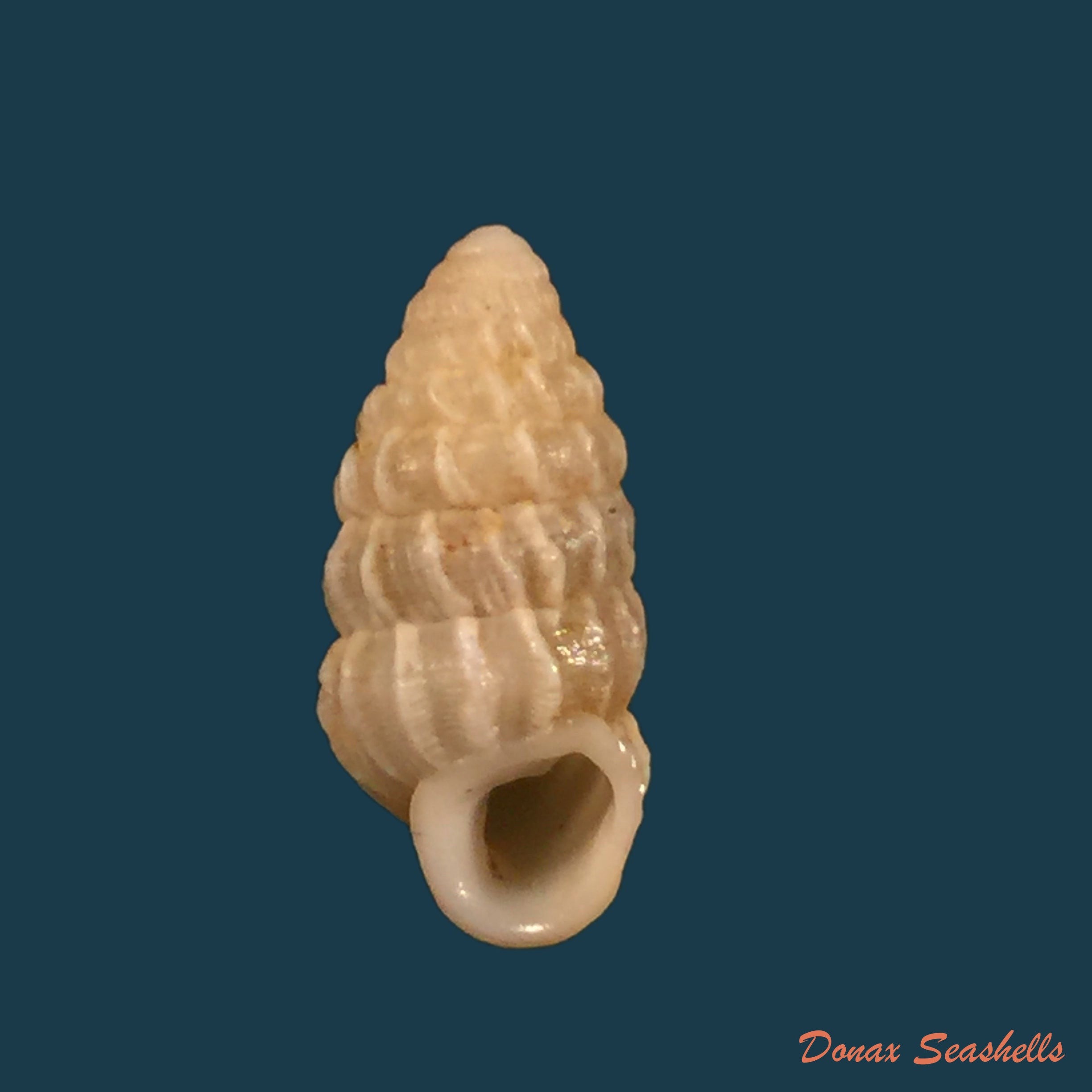 copia-de-cerion-strophiops-faxoni-c-j-maynard-1896-22-7mm-2