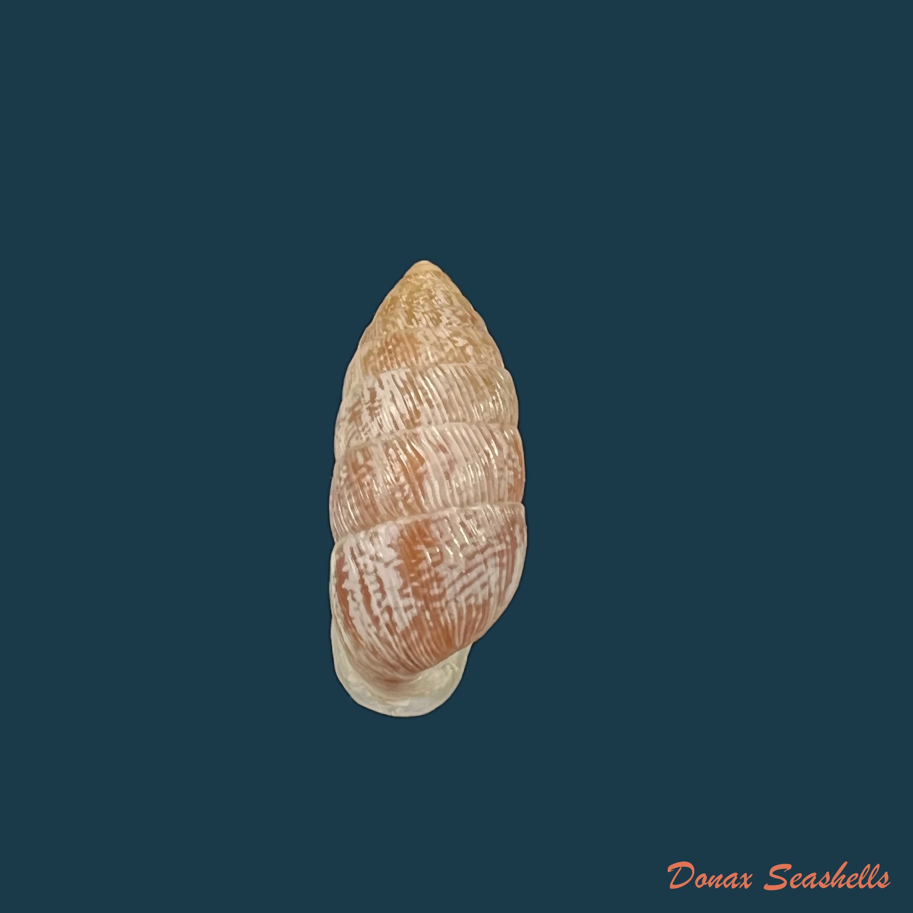 copia-de-cerionvullneratum-kuster-1855-20-6mm
