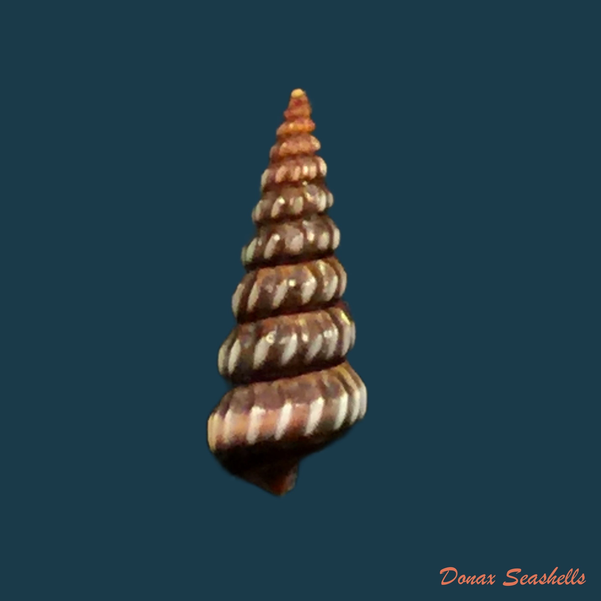 copia-de-cerithidea-costata-da-costa-1778