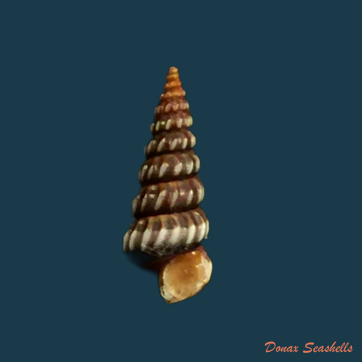 copia-de-cerithidea-costata-da-costa-1778