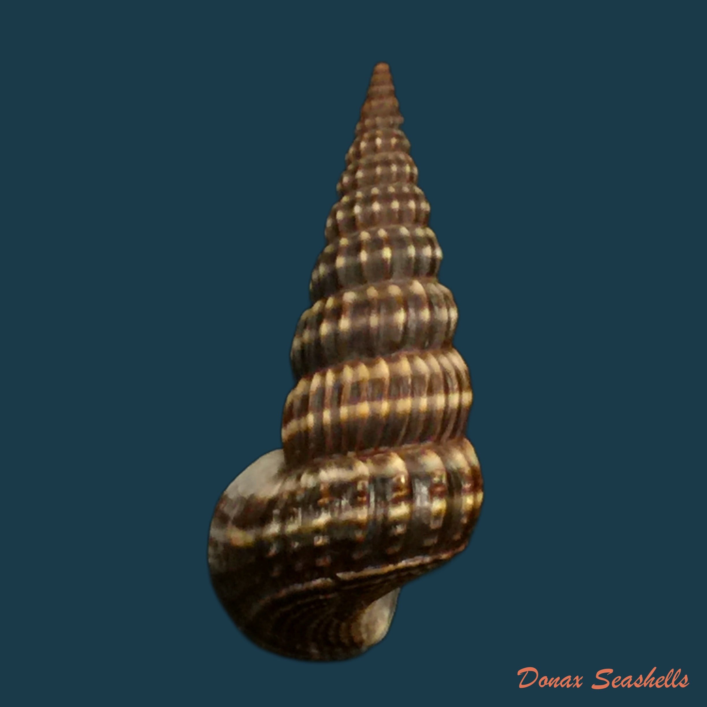 copia-de-cerithidea-costata-da-costa-1779