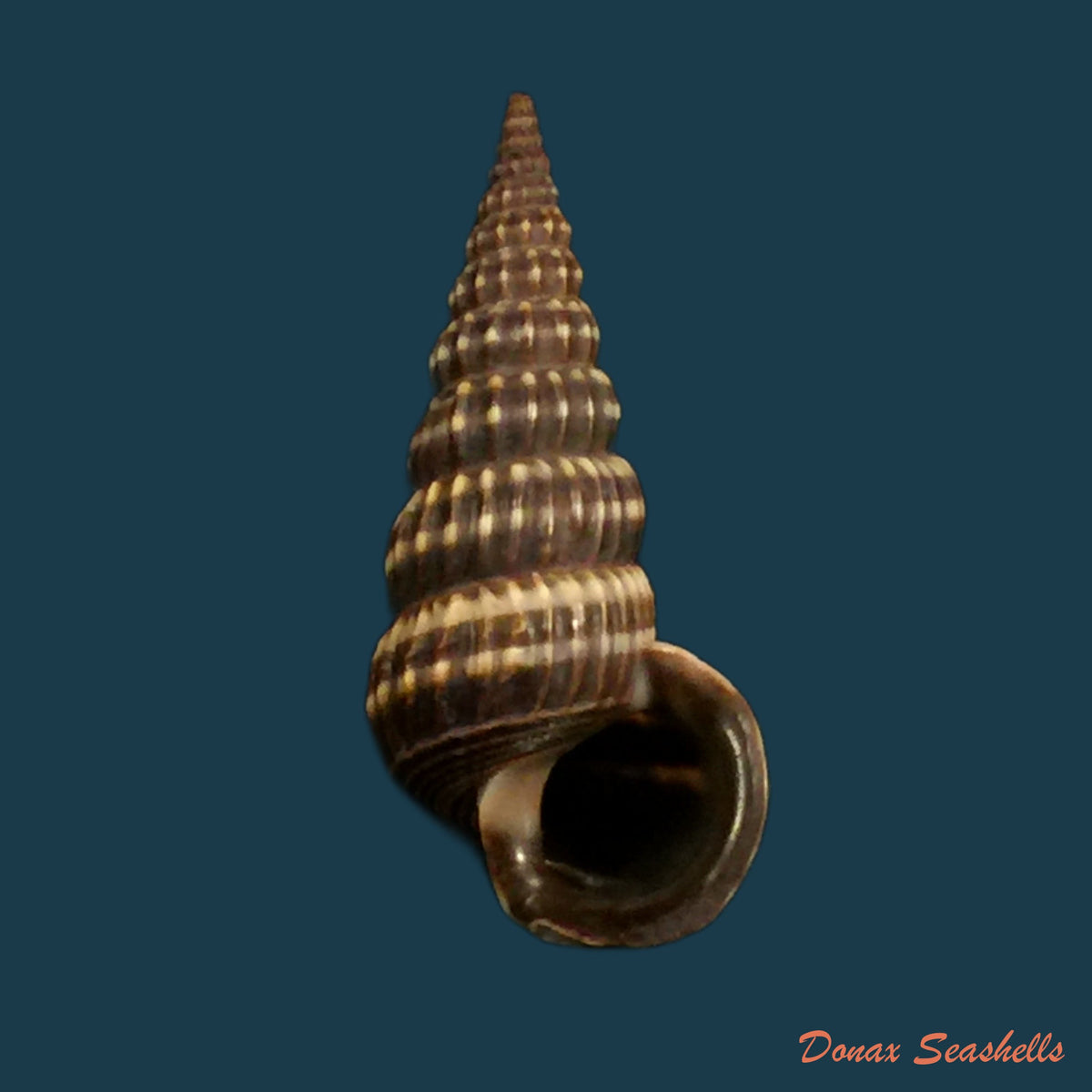 copia-de-cerithidea-costata-da-costa-1779