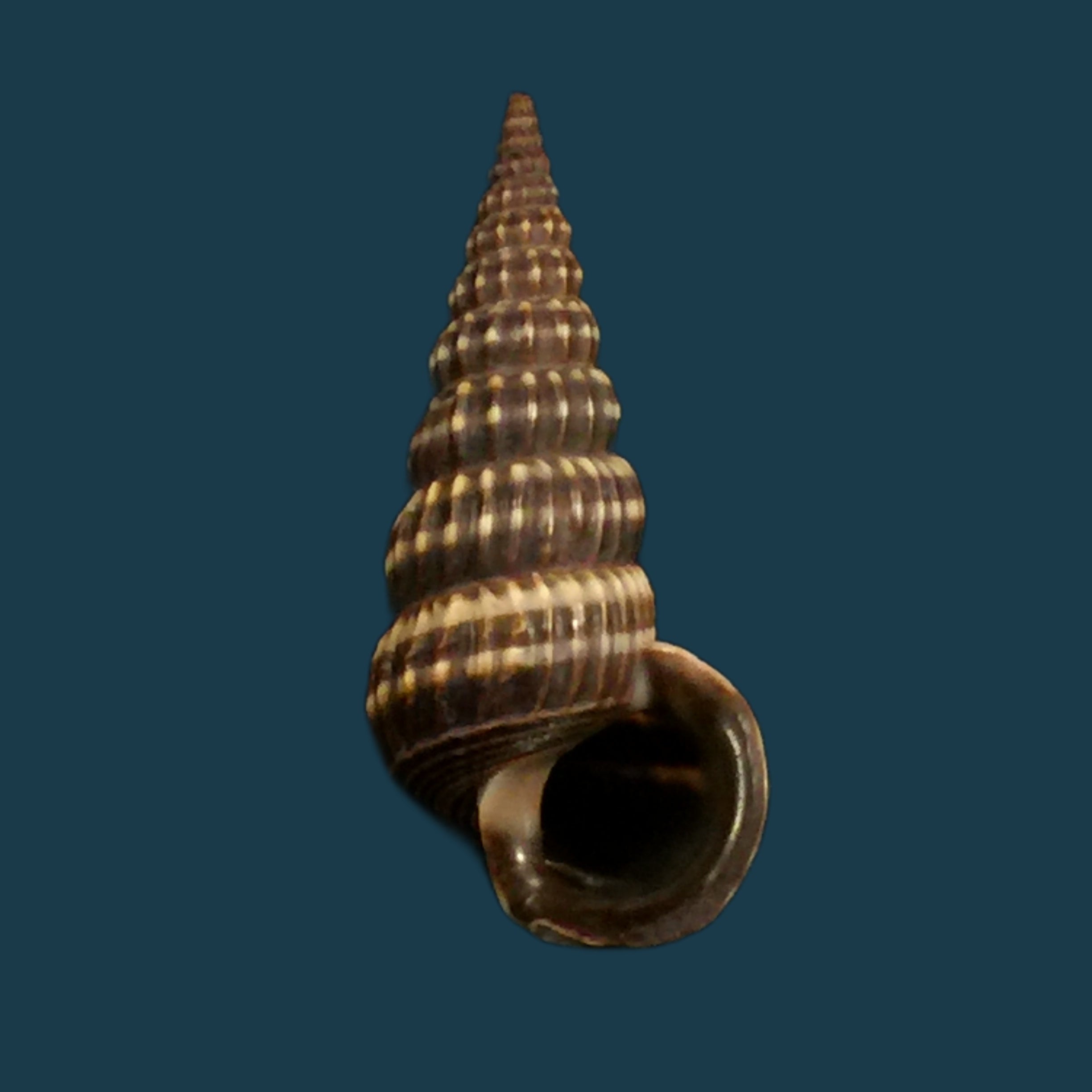Cerithidea montagnei (d'Orbigny, 1839) - 34,5mm
