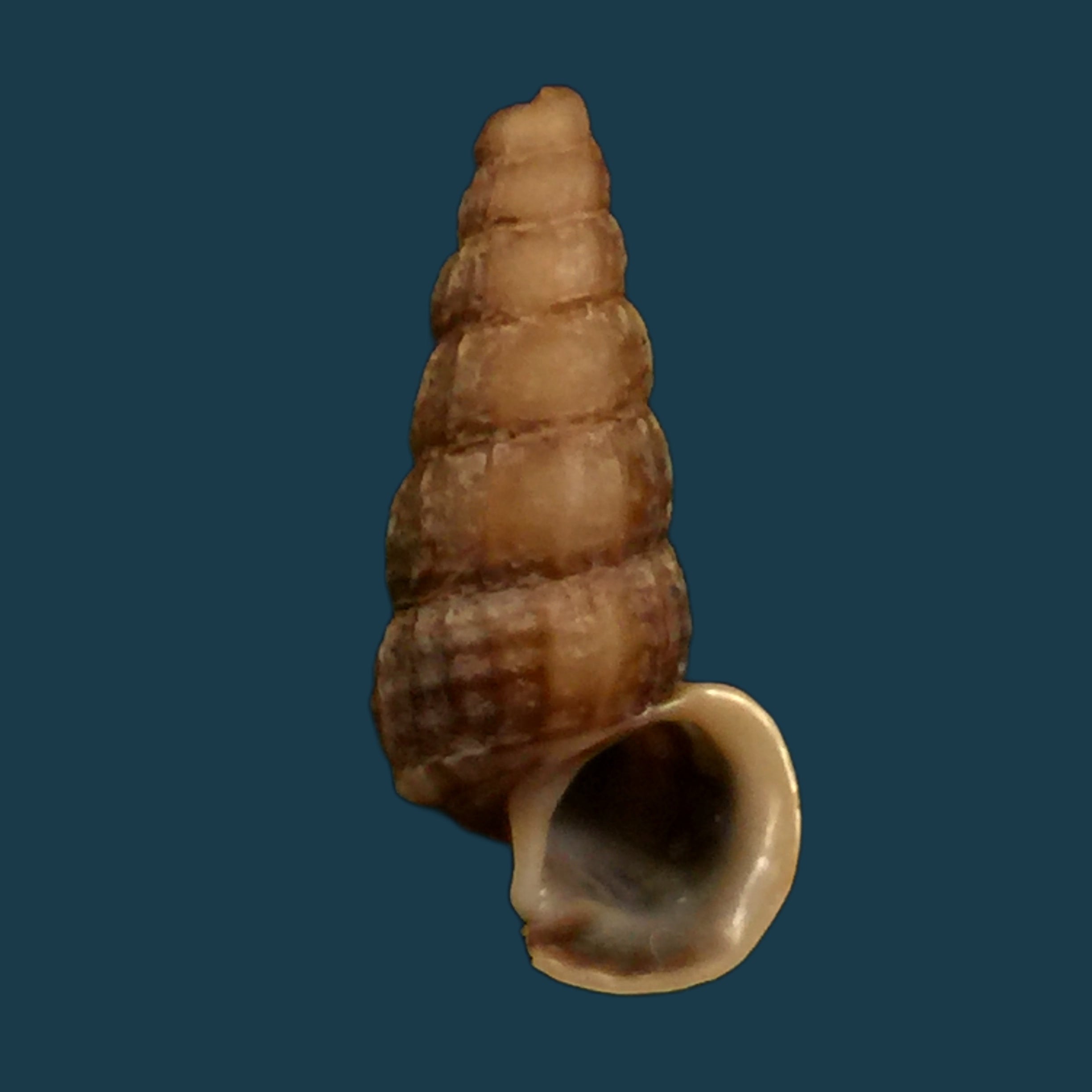 Cerithidea anticipata Iredale, 1929 - 25,7mm