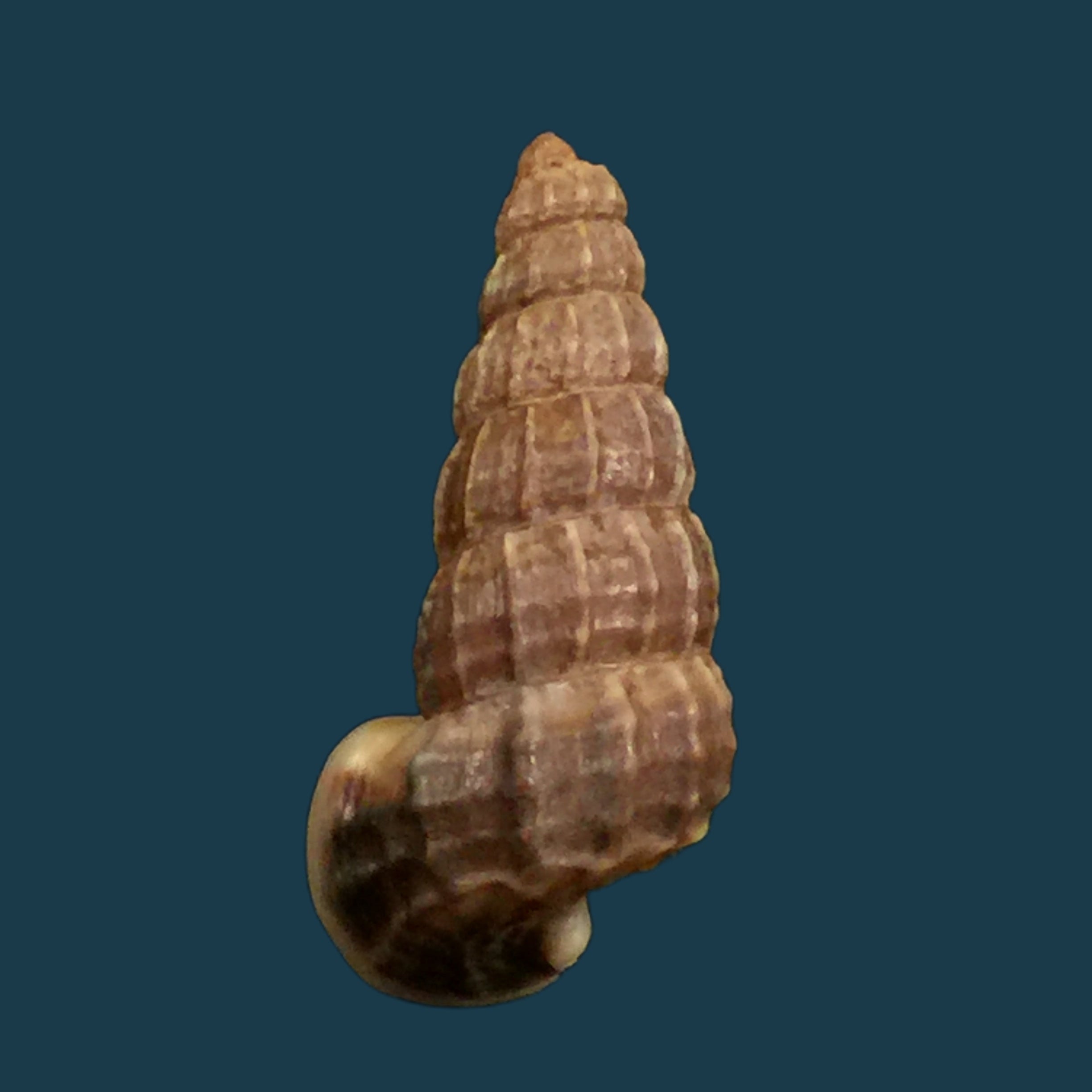 Cerithidea anticipata Iredale, 1929 - 25,7mm