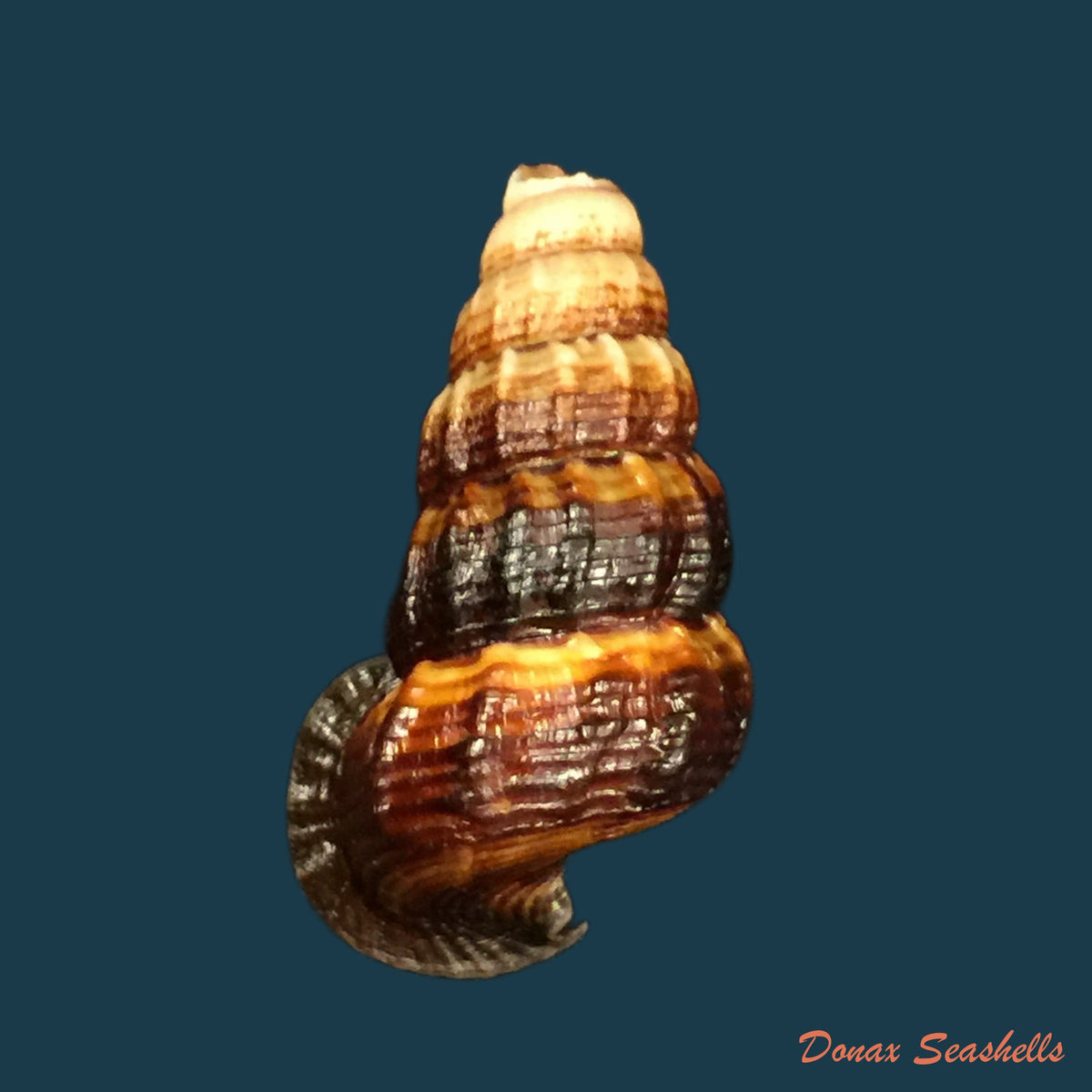 copia-de-cerithidea-obtusa-lamarck-1822-45-1mm