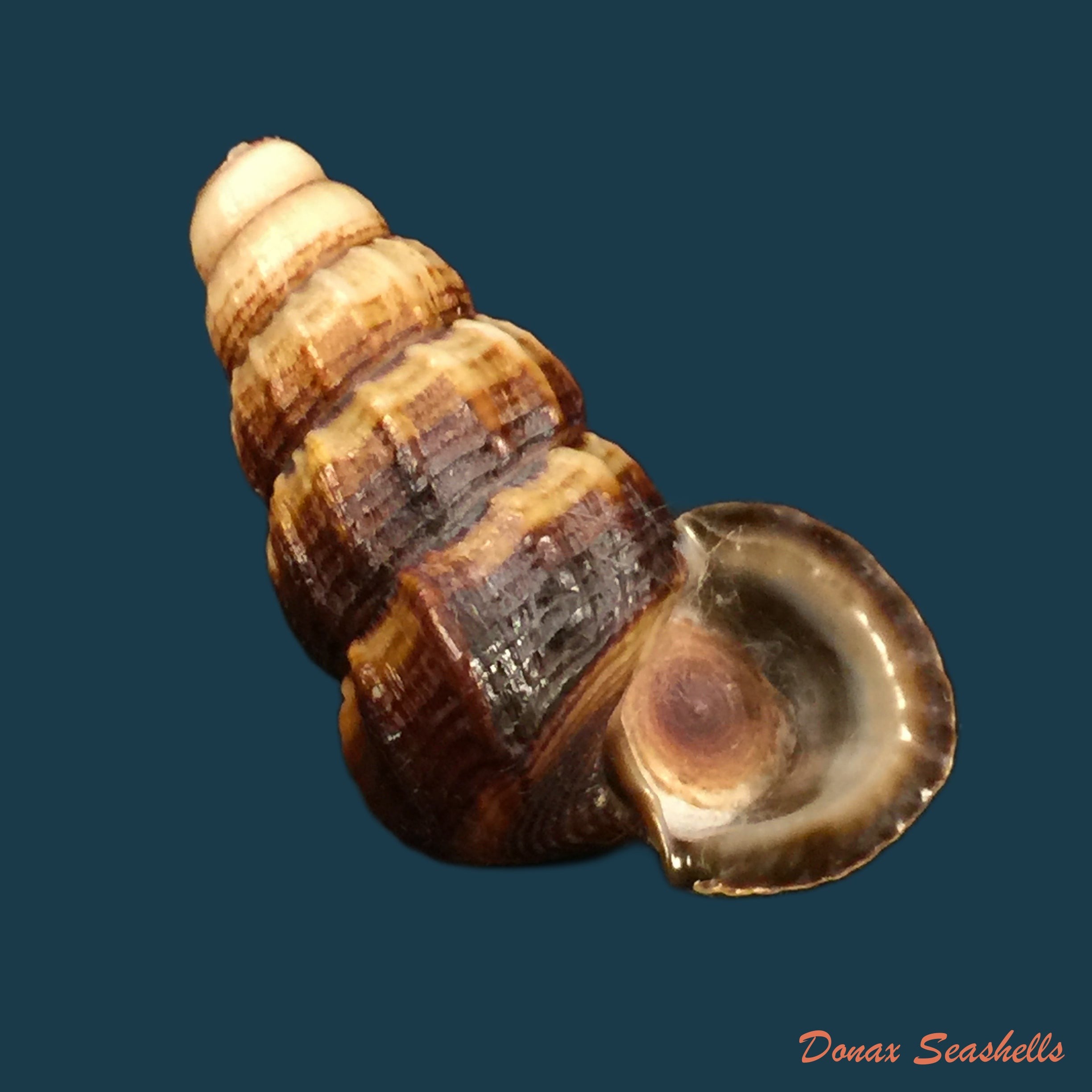 copia-de-cerithidea-obtusa-lamarck-1822-45-1mm