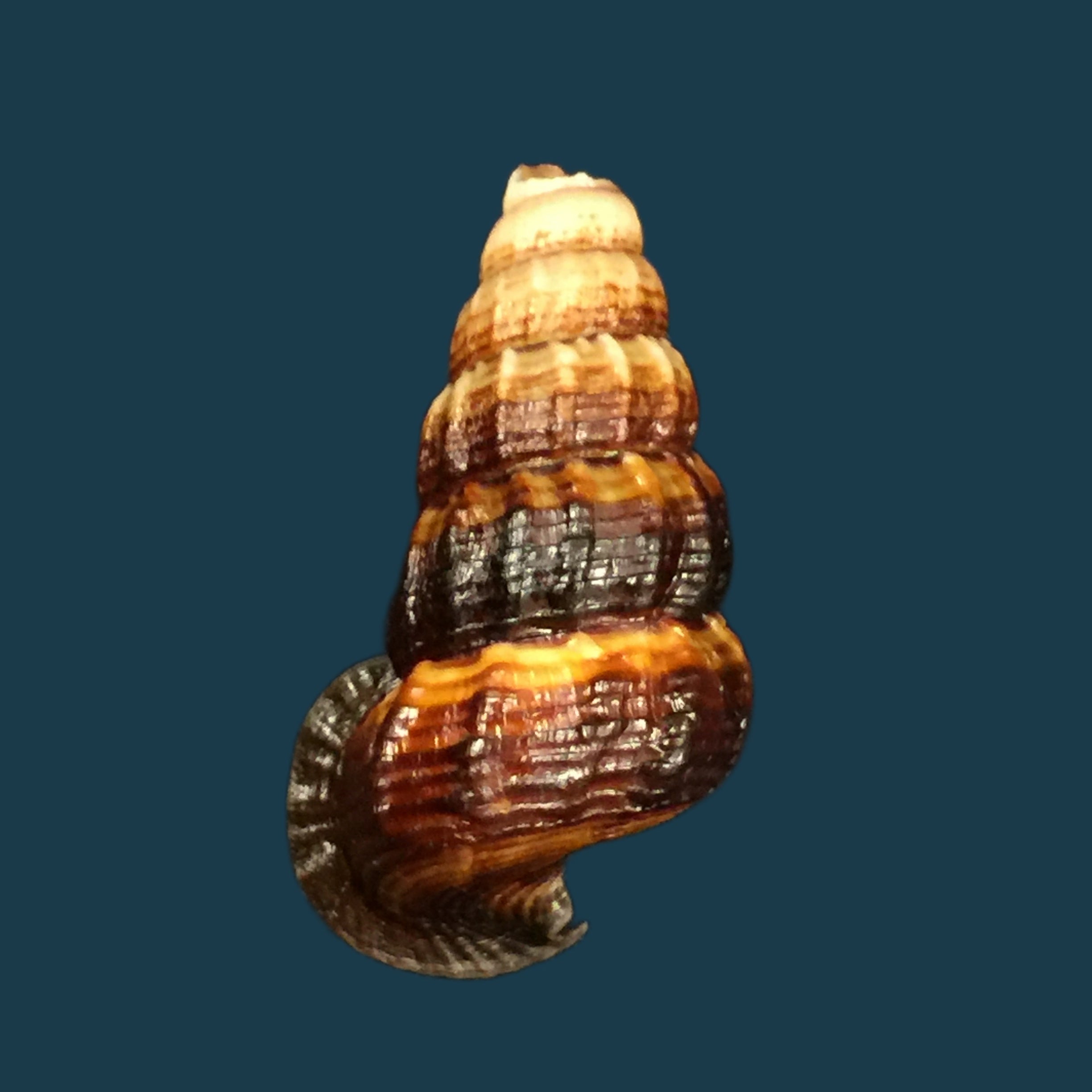 Cerithidea obtusa (Lamarck, 1822) - 44,8mm
