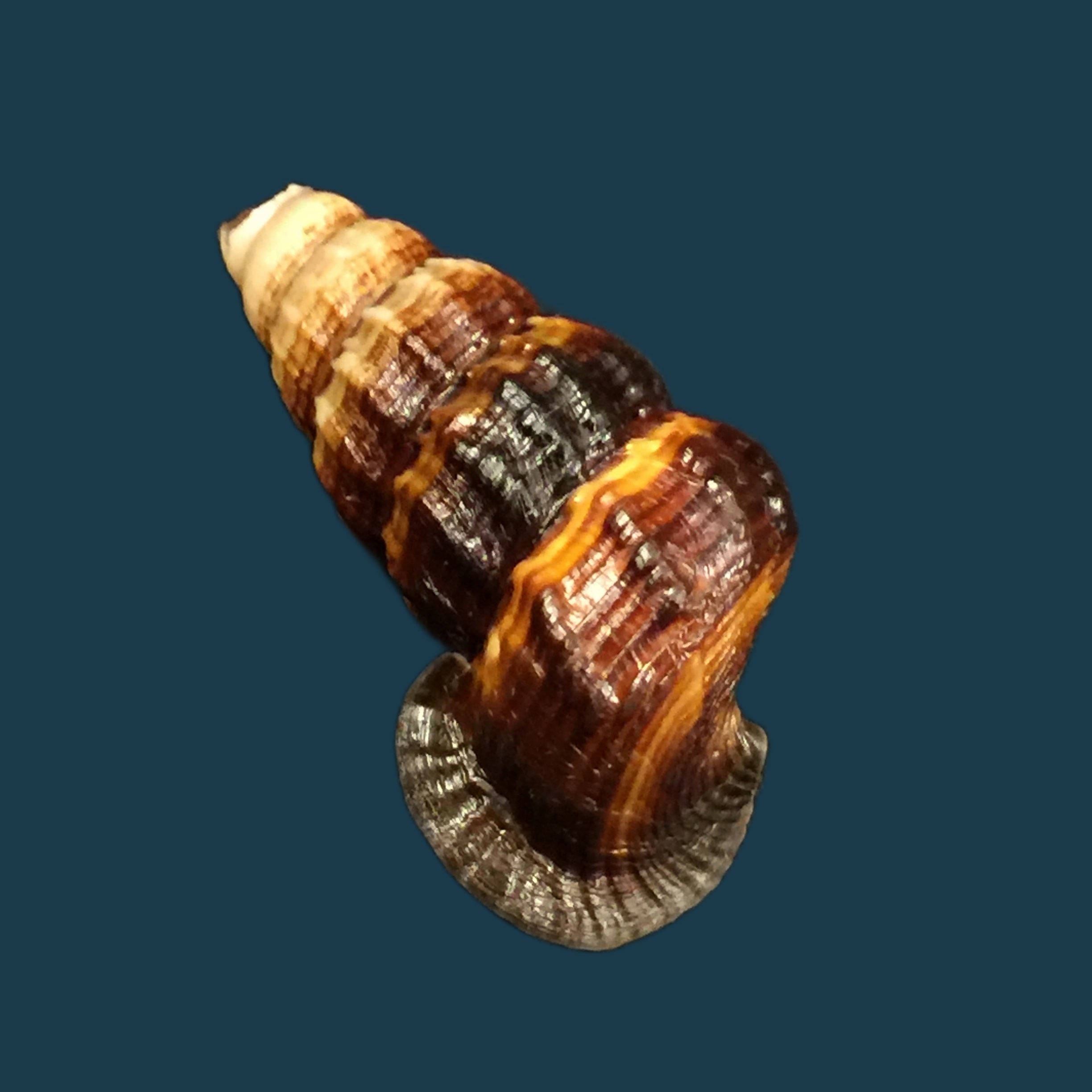 Cerithidea obtusa (Lamarck, 1822) - 44,8mm