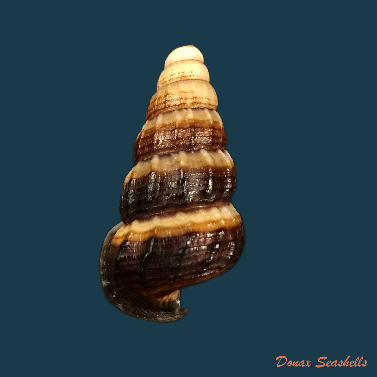 copia-de-cerithidea-obtusa-lamarck-1822-45-4mm