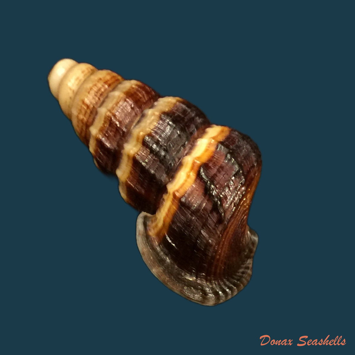 copia-de-cerithidea-obtusa-lamarck-1822-45-4mm