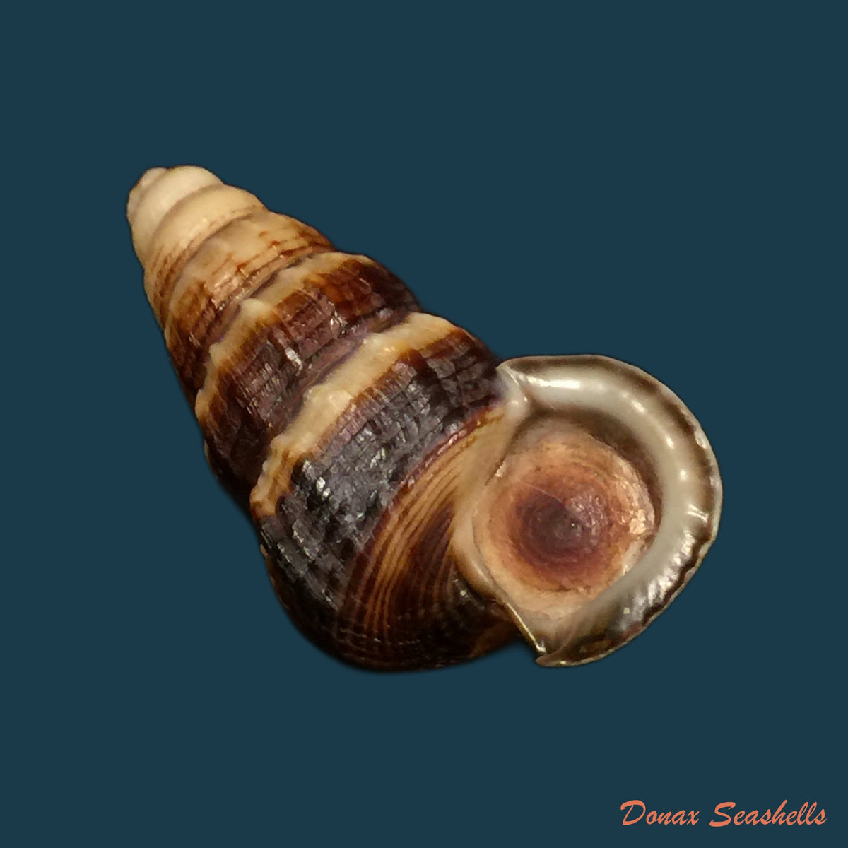 copia-de-cerithidea-obtusa-lamarck-1822-45-4mm