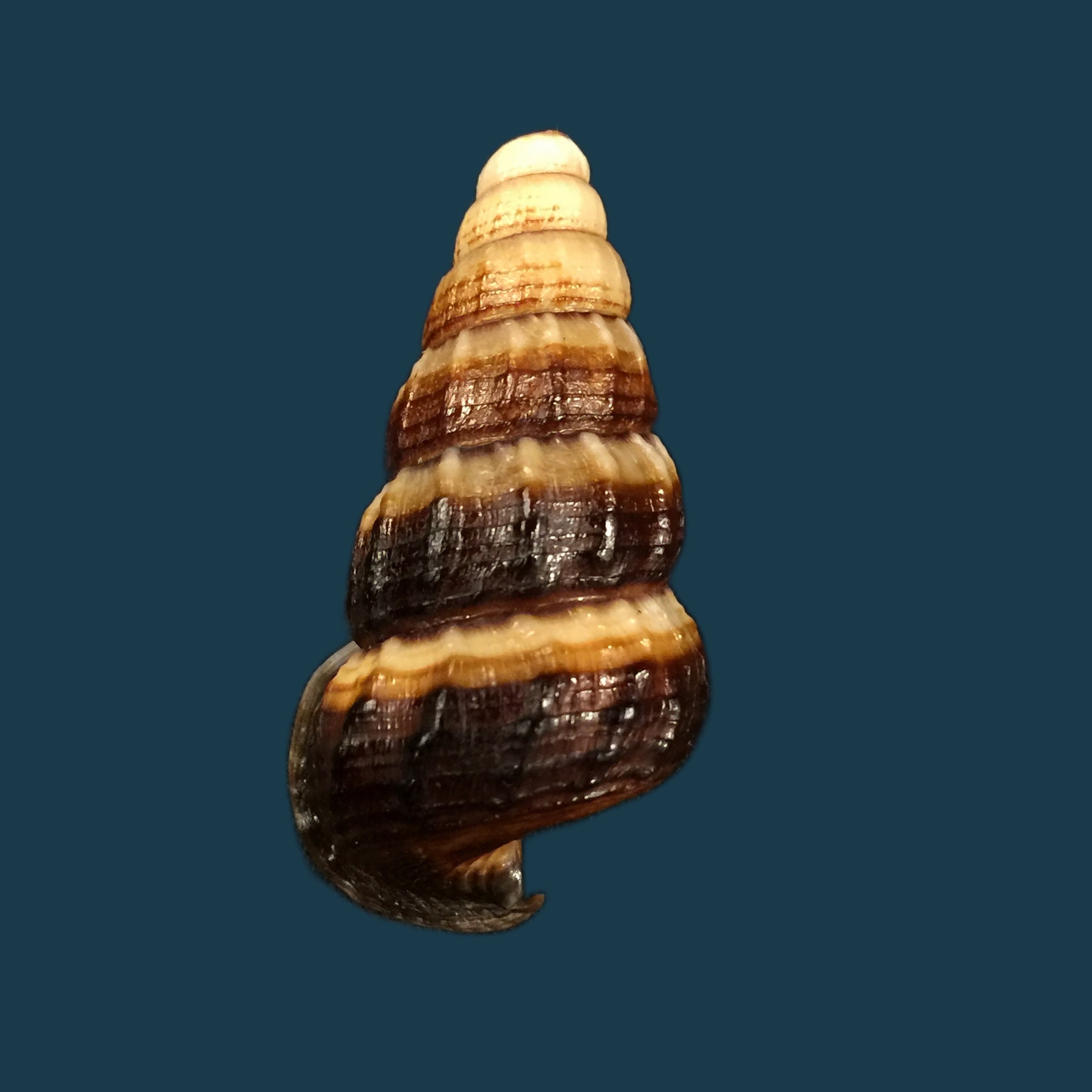 Cerithidea obtusa (Lamarck, 1822) - 45,1mm