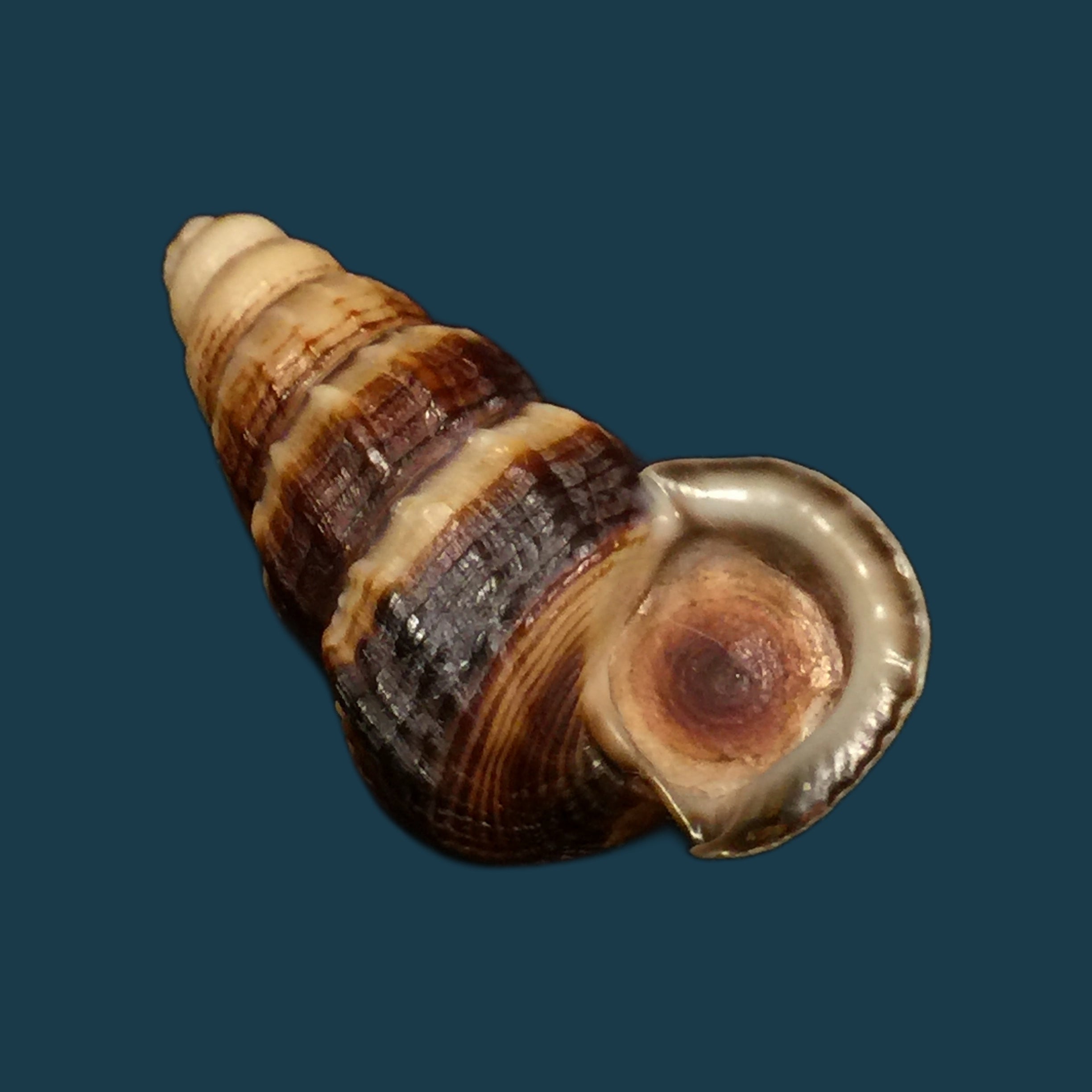 Cerithidea obtusa (Lamarck, 1822) - 45,1mm