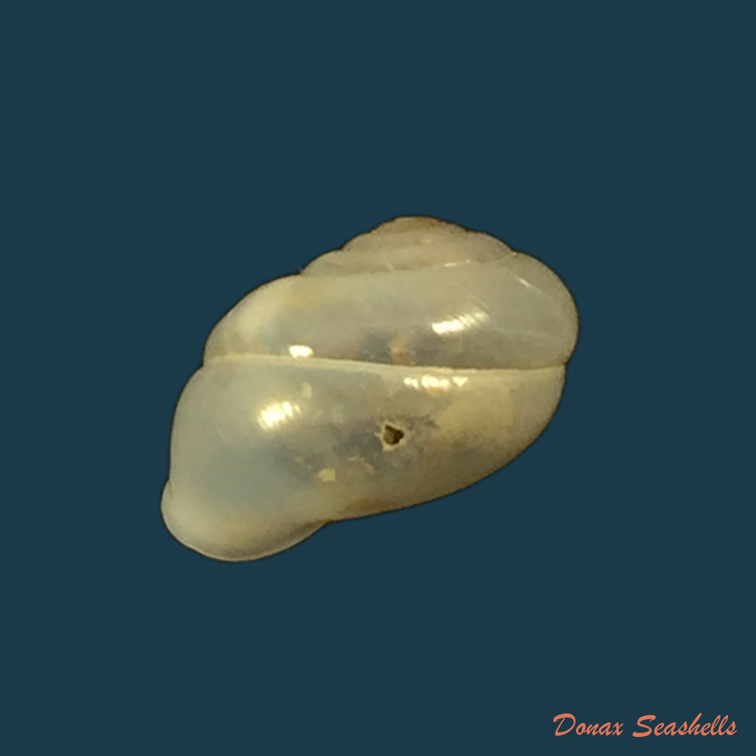 copia-de-cerithidea-obtusa-lamarck-1822