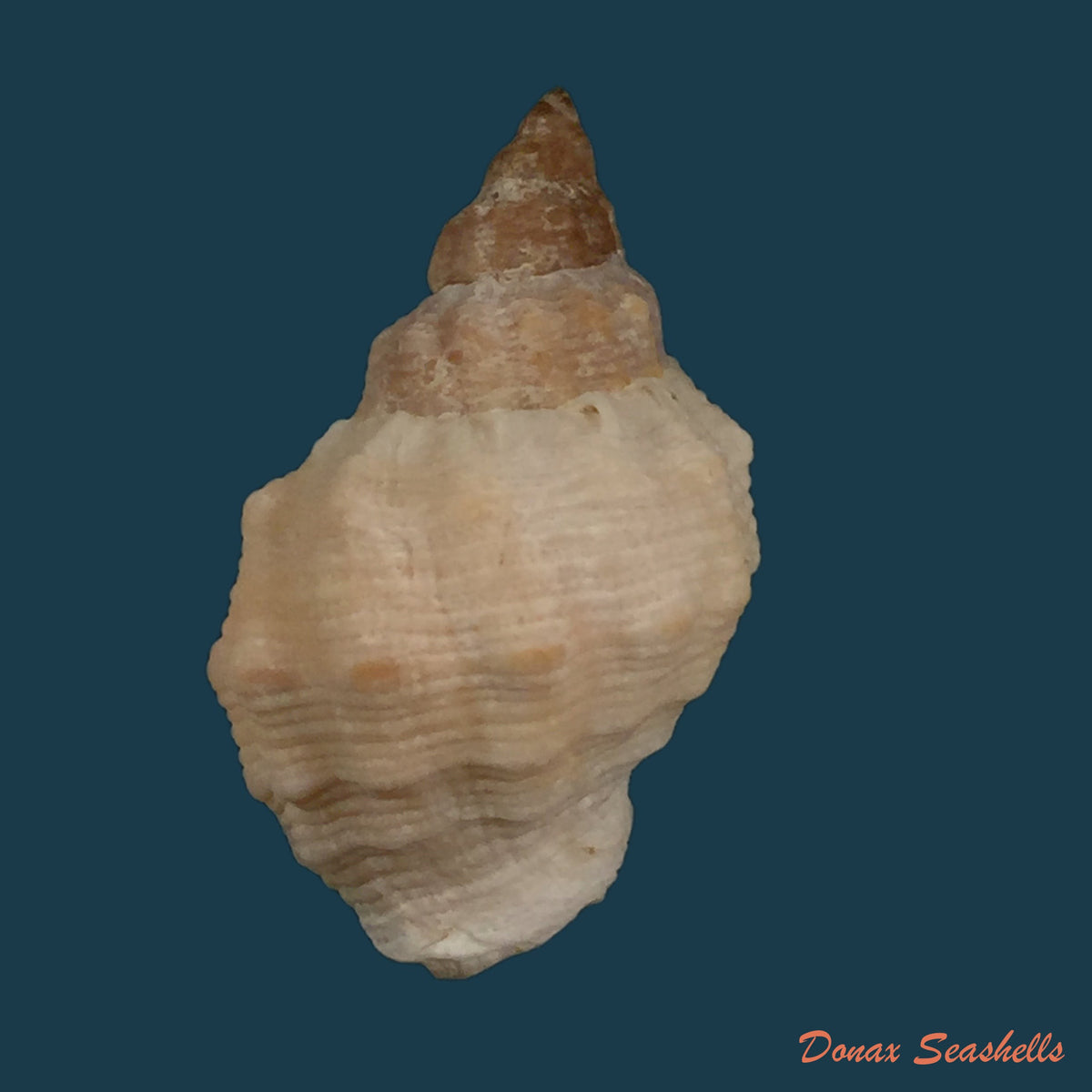 copia-de-cerithidea-obtusa-lamarck-1823