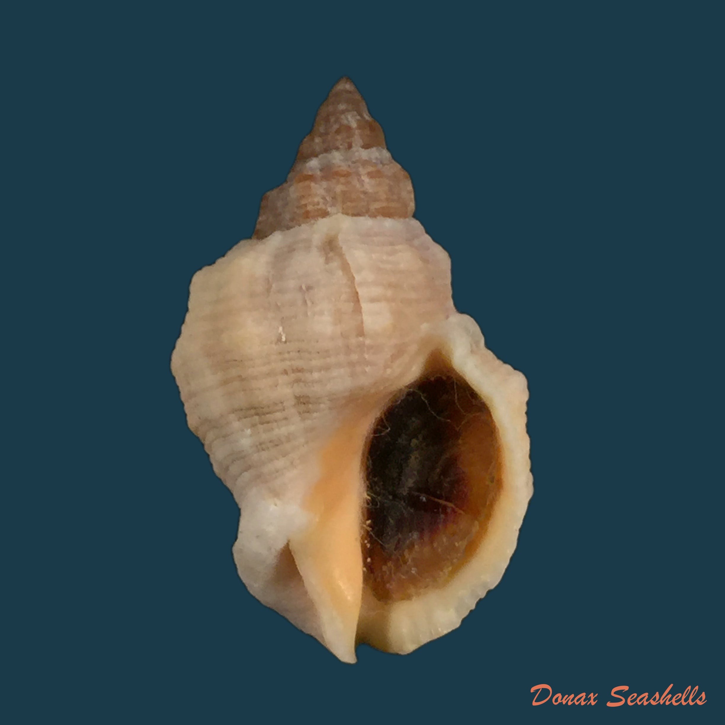 copia-de-cerithidea-obtusa-lamarck-1823