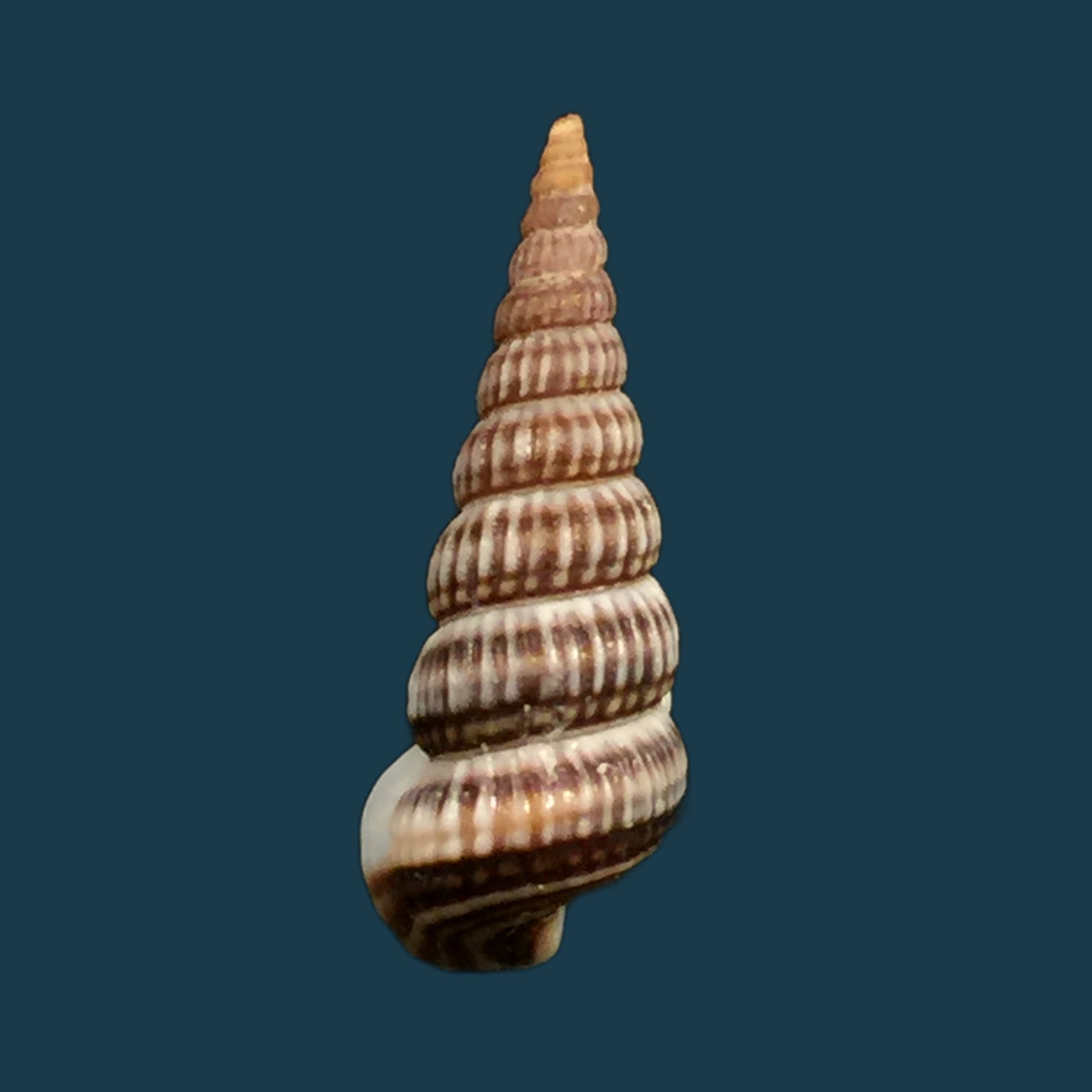 Spixia popana (A. Doering, 1877) - 19,8mm