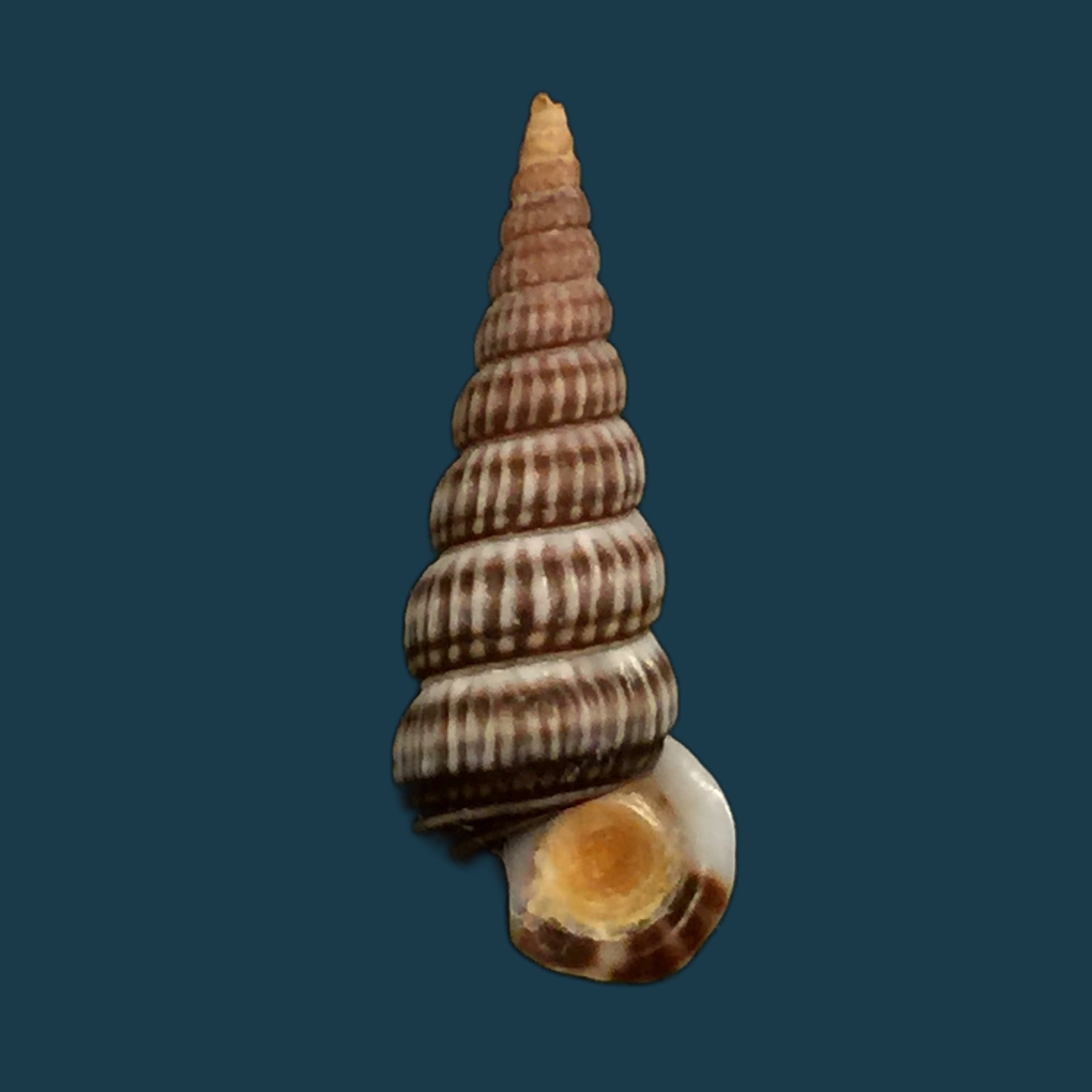 Spixia popana (A. Doering, 1877) - 19,8mm