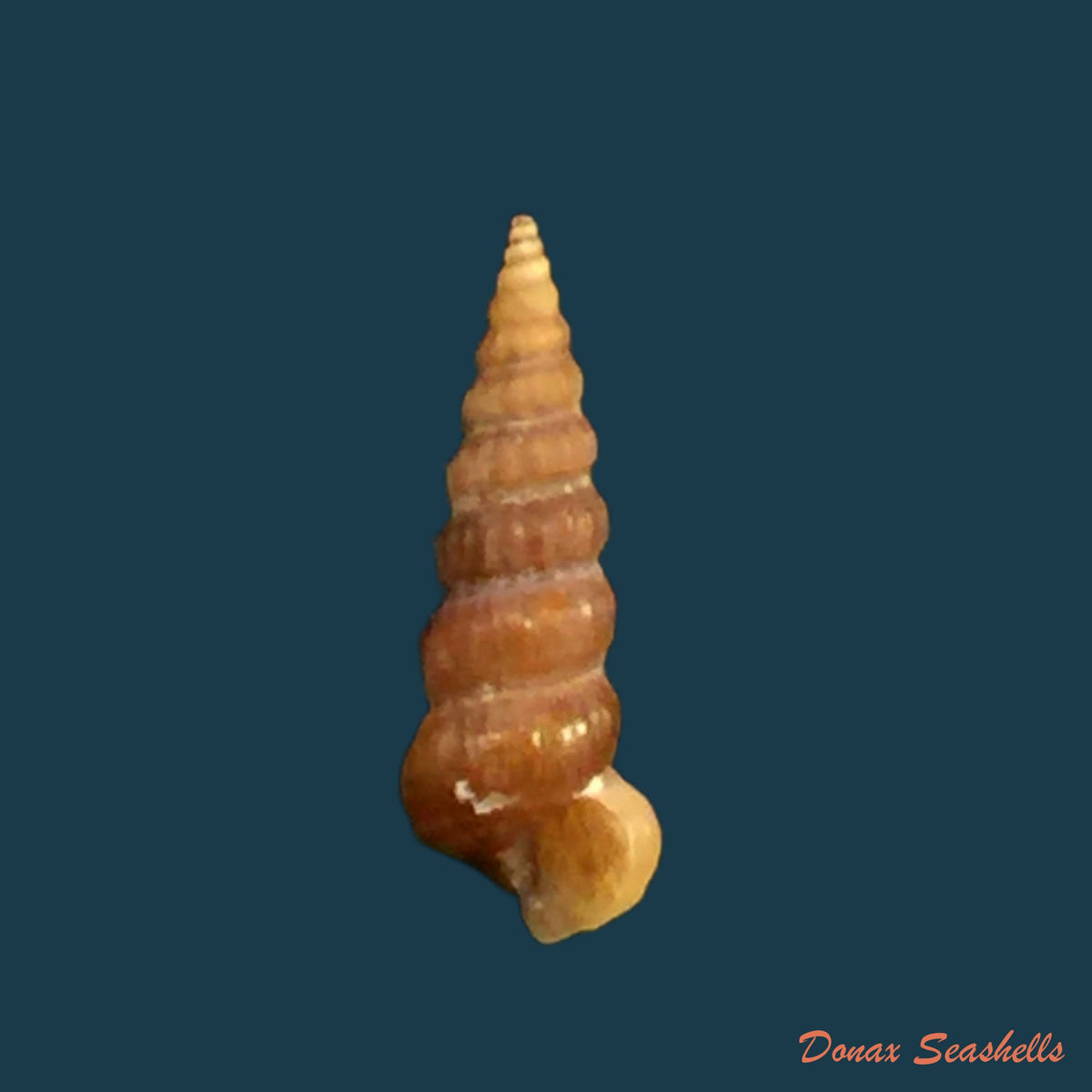 copia-de-cerithidea-scalariformis-say-1825