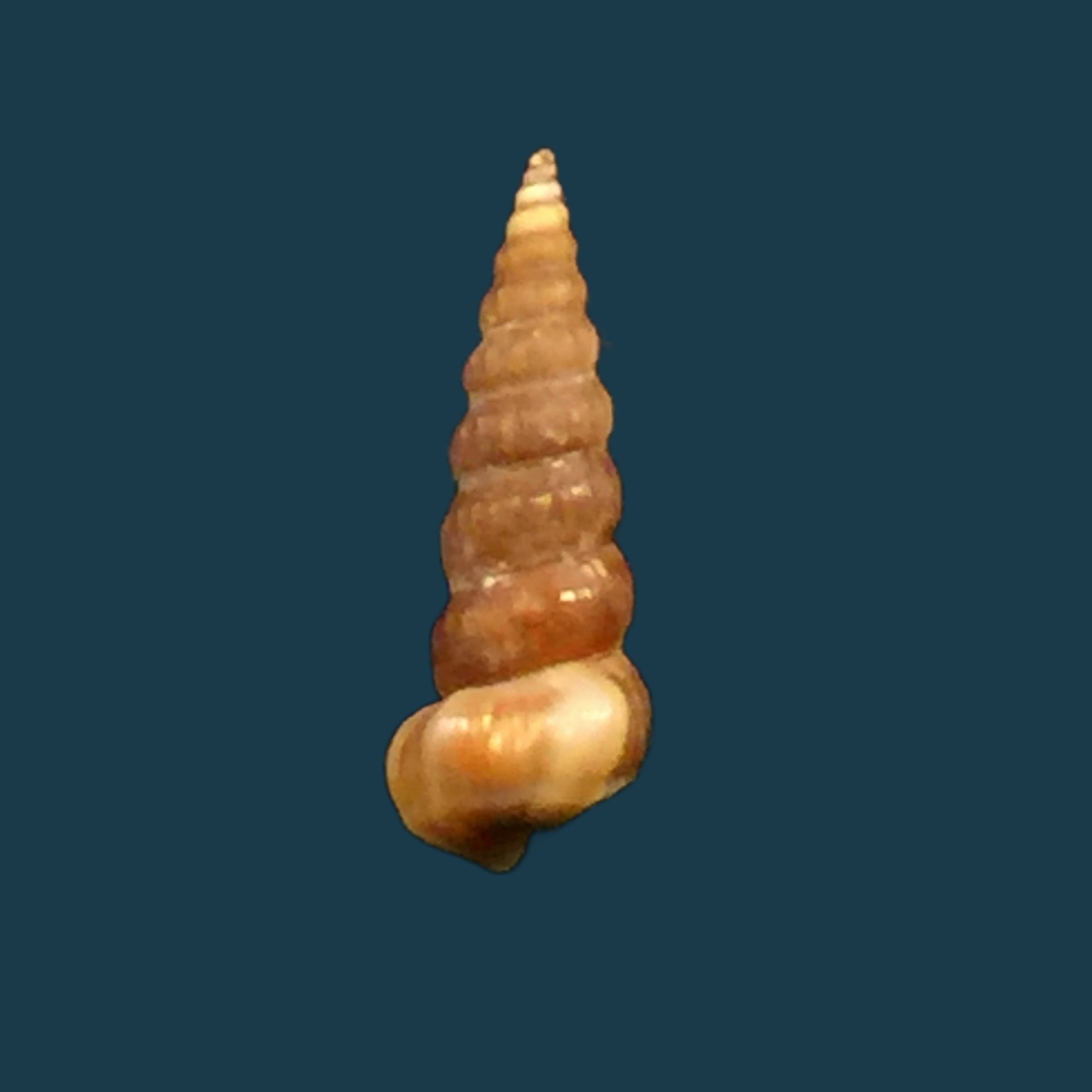 Cerithidea turrita (Stearns, 1873) - 11,3mm