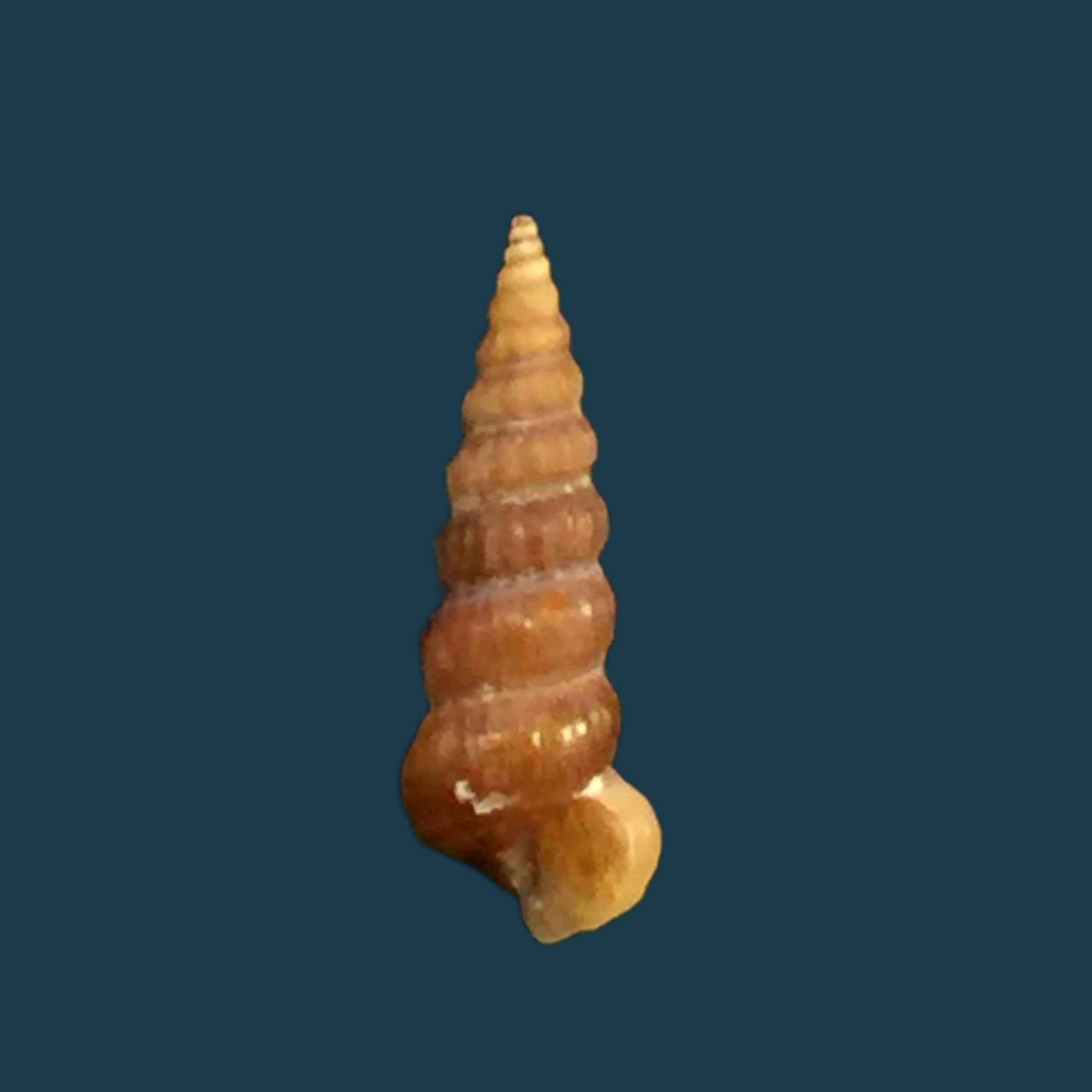 Cerithidea turrita (Stearns, 1873) - 11,3mm
