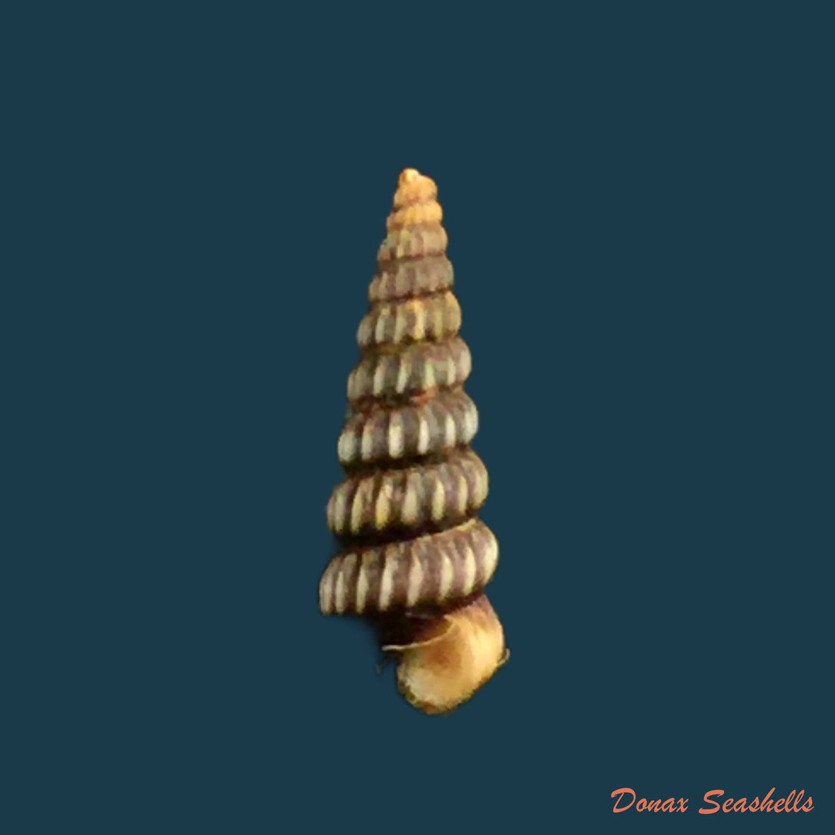 copia-de-cerithidea-turrita-stearns-1873