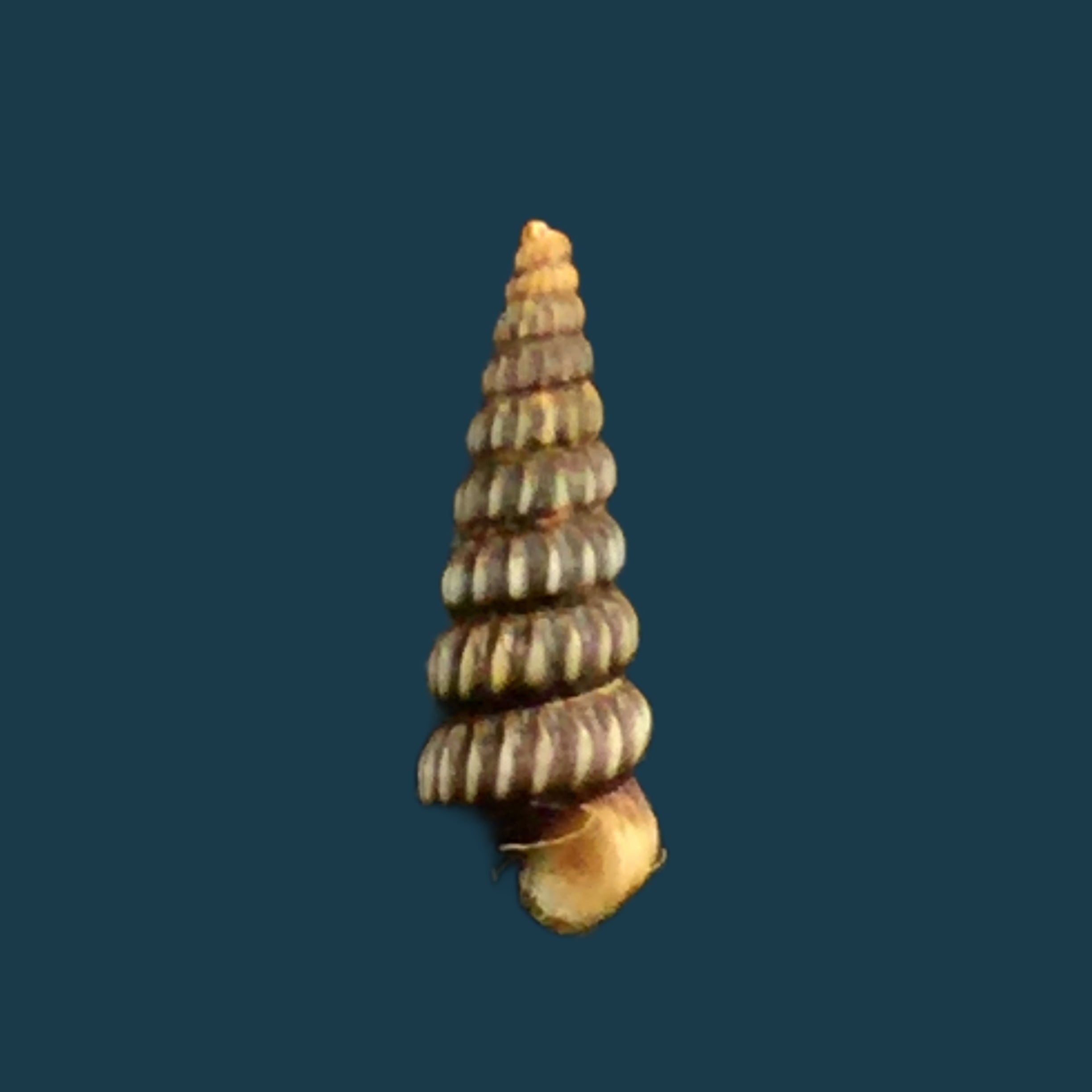Cerithideopsis costata (da Costa, 1778) - 13,5mm
