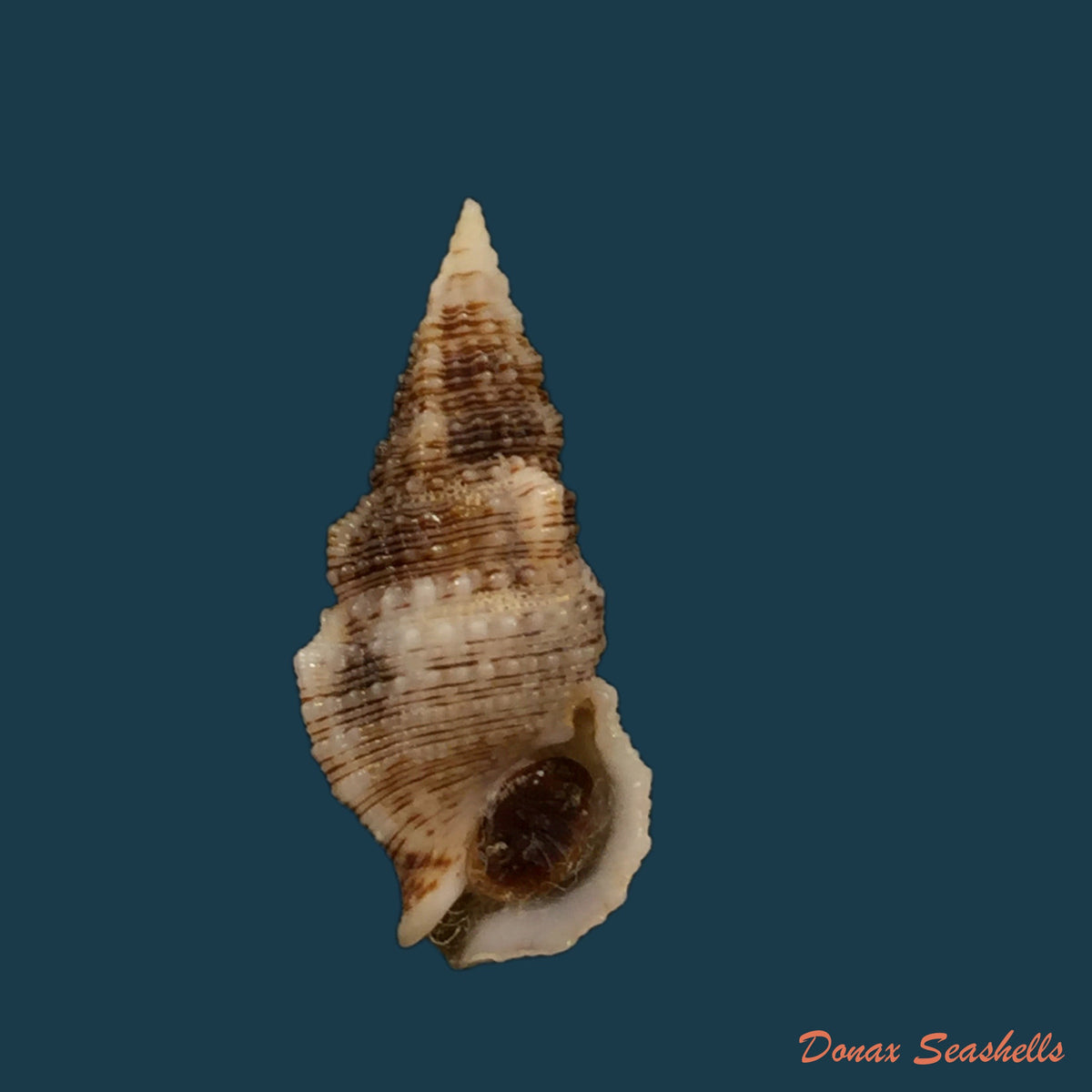copia-de-cerithium-atratum-born-1778-27-1mm