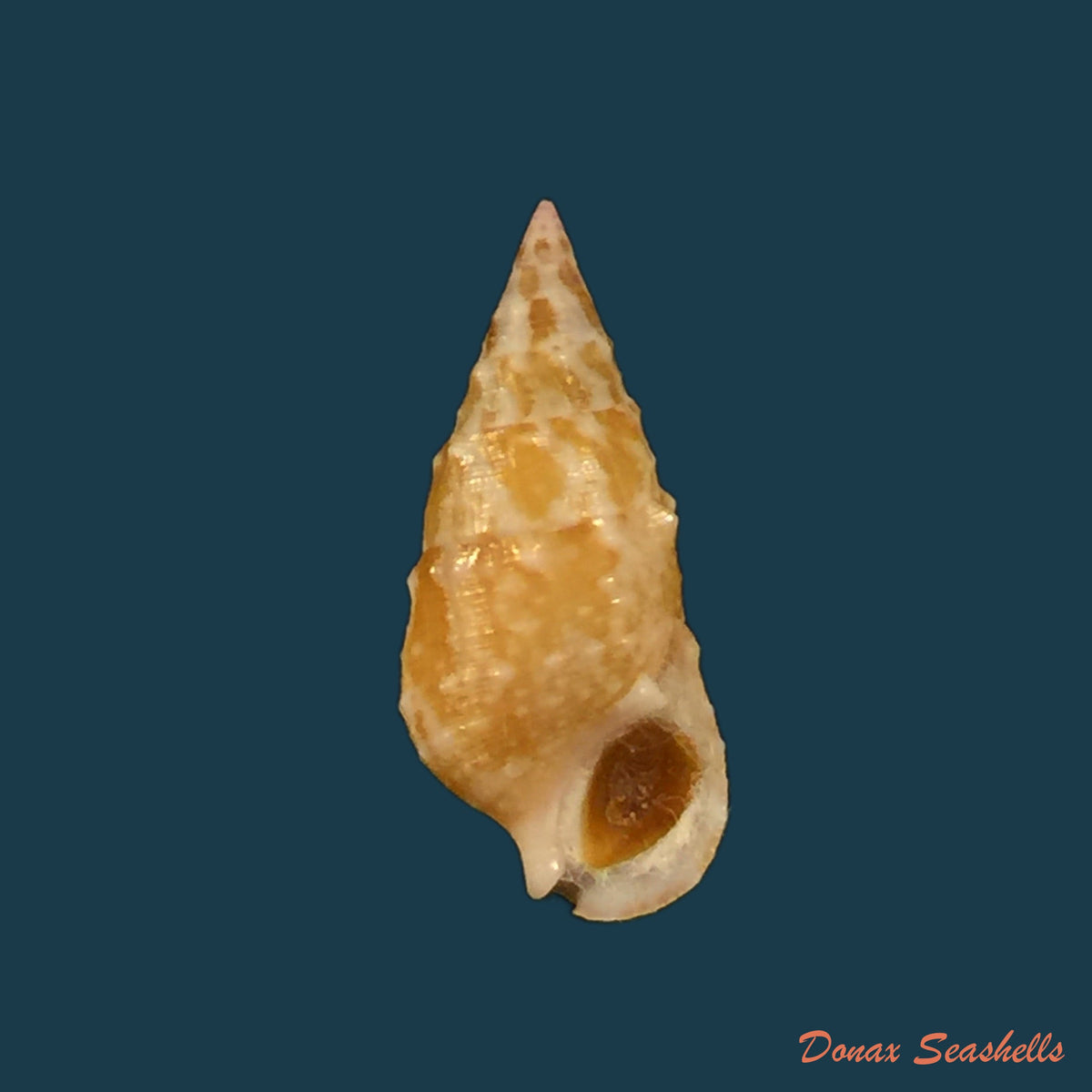 copia-de-cerithium-bayeri-petuch-2001-19-9mm