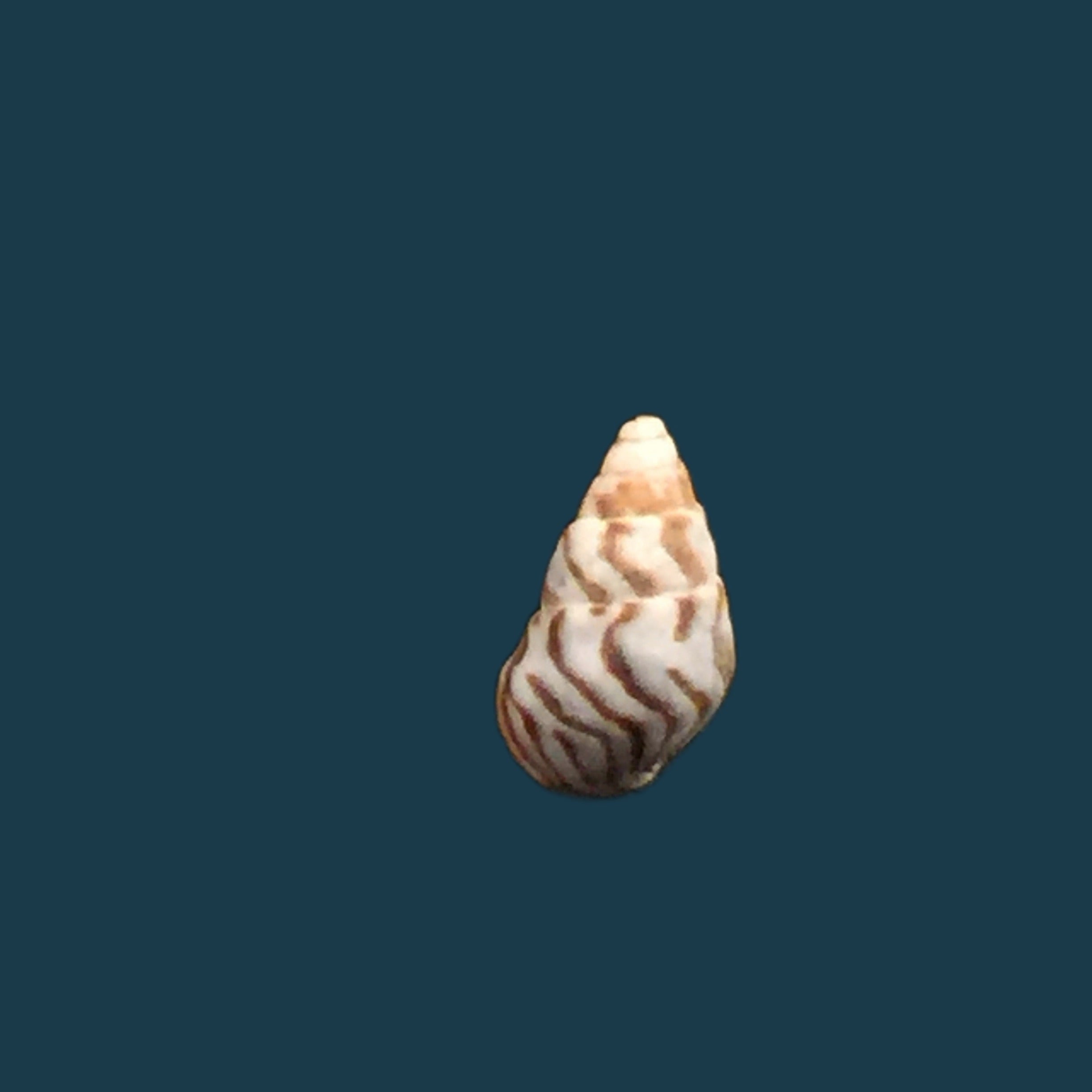 Cerithium biminiense (Pilsbry & T. L. McGinty, 1949) - 7,7mm