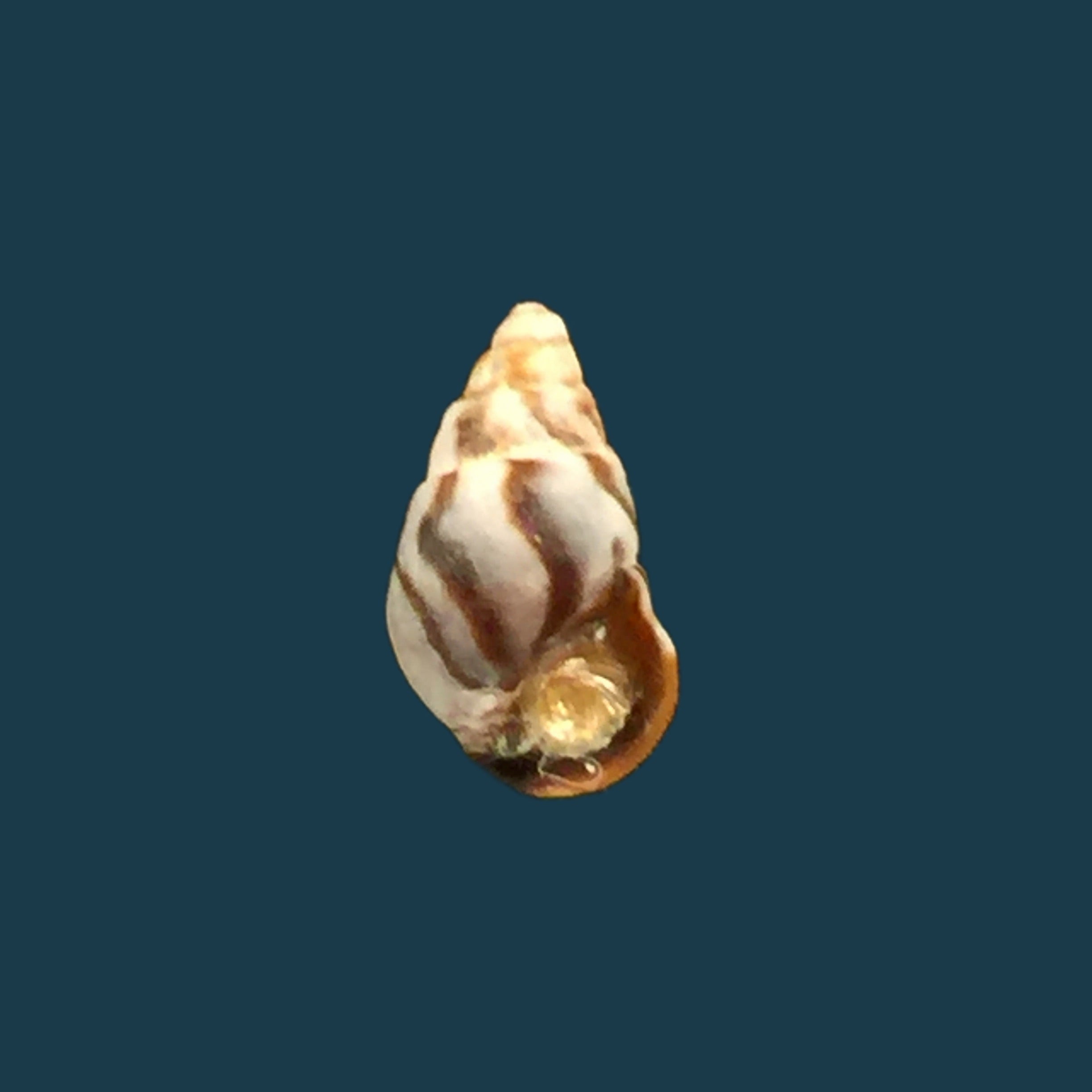 Cerithium biminiense (Pilsbry & T. L. McGinty, 1949) - 7,7mm