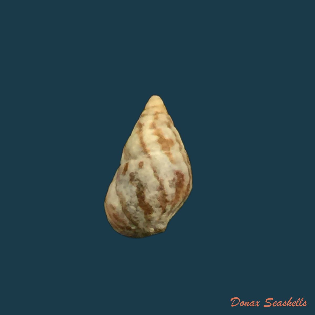 copia-de-cerithium-biminensis-pilsbry-mc-ginty-1949-8-6mm