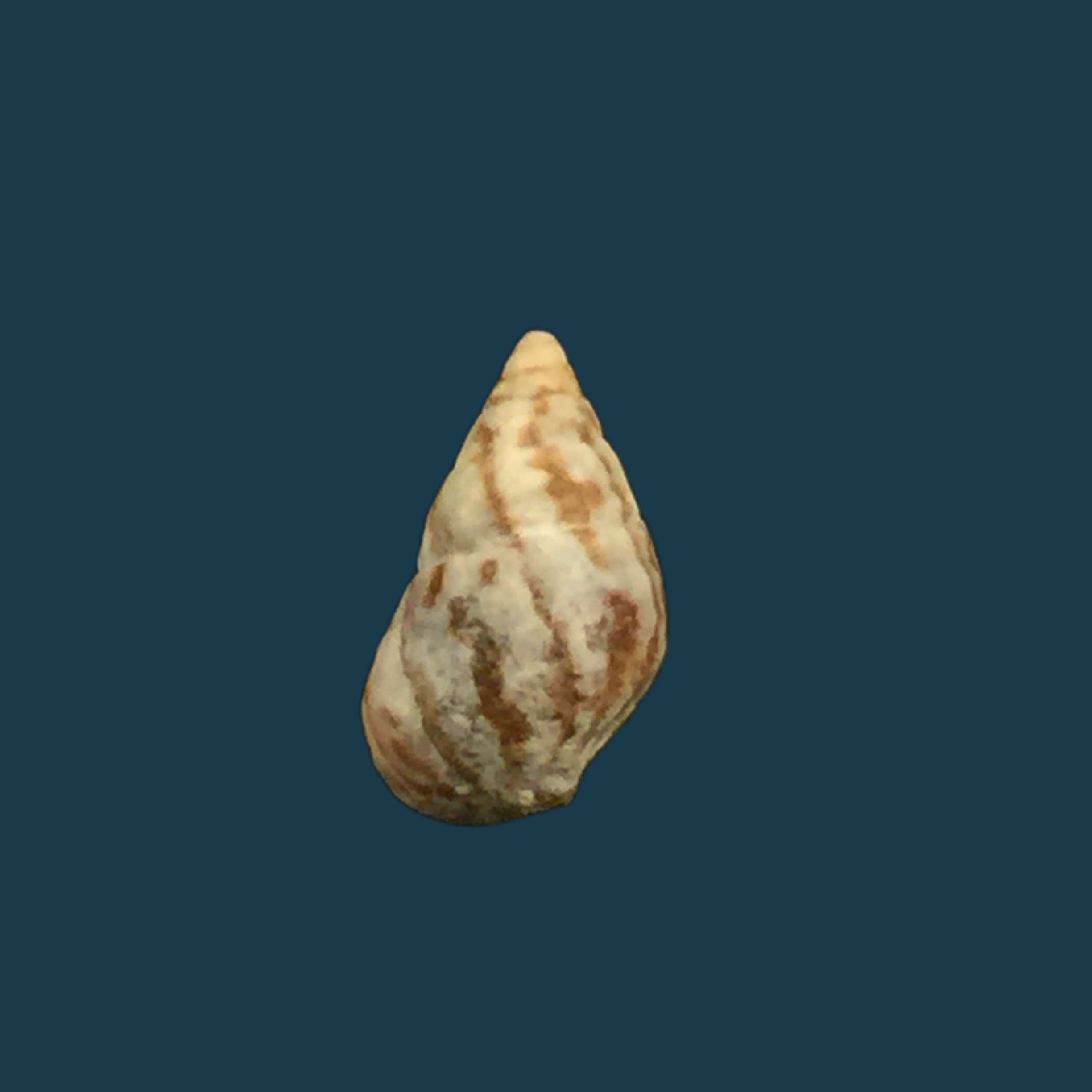 Cerithium biminiense (Pilsbry & T. L. McGinty, 1949) - 8,5mm