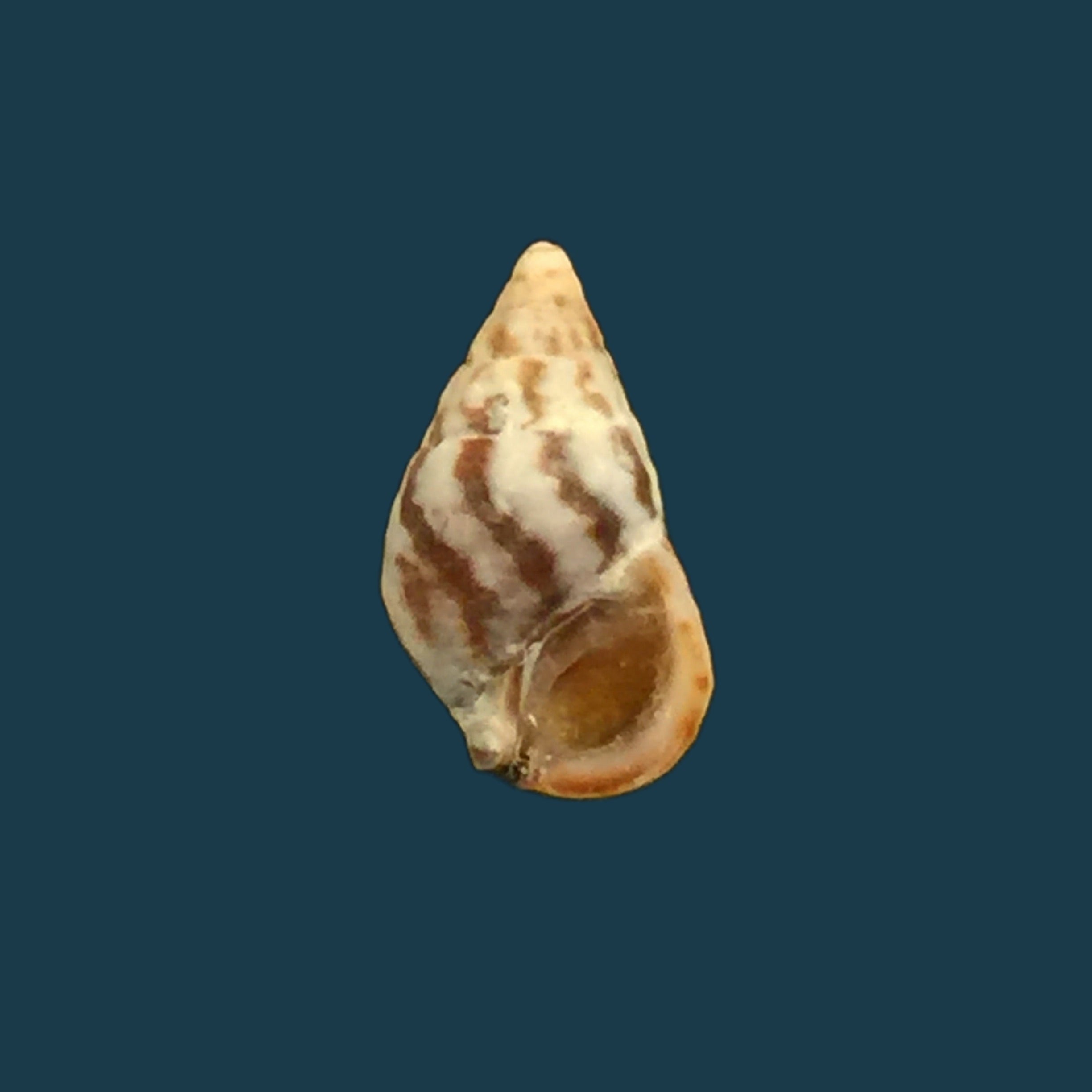 Cerithium biminiense (Pilsbry & T. L. McGinty, 1949) - 8,5mm